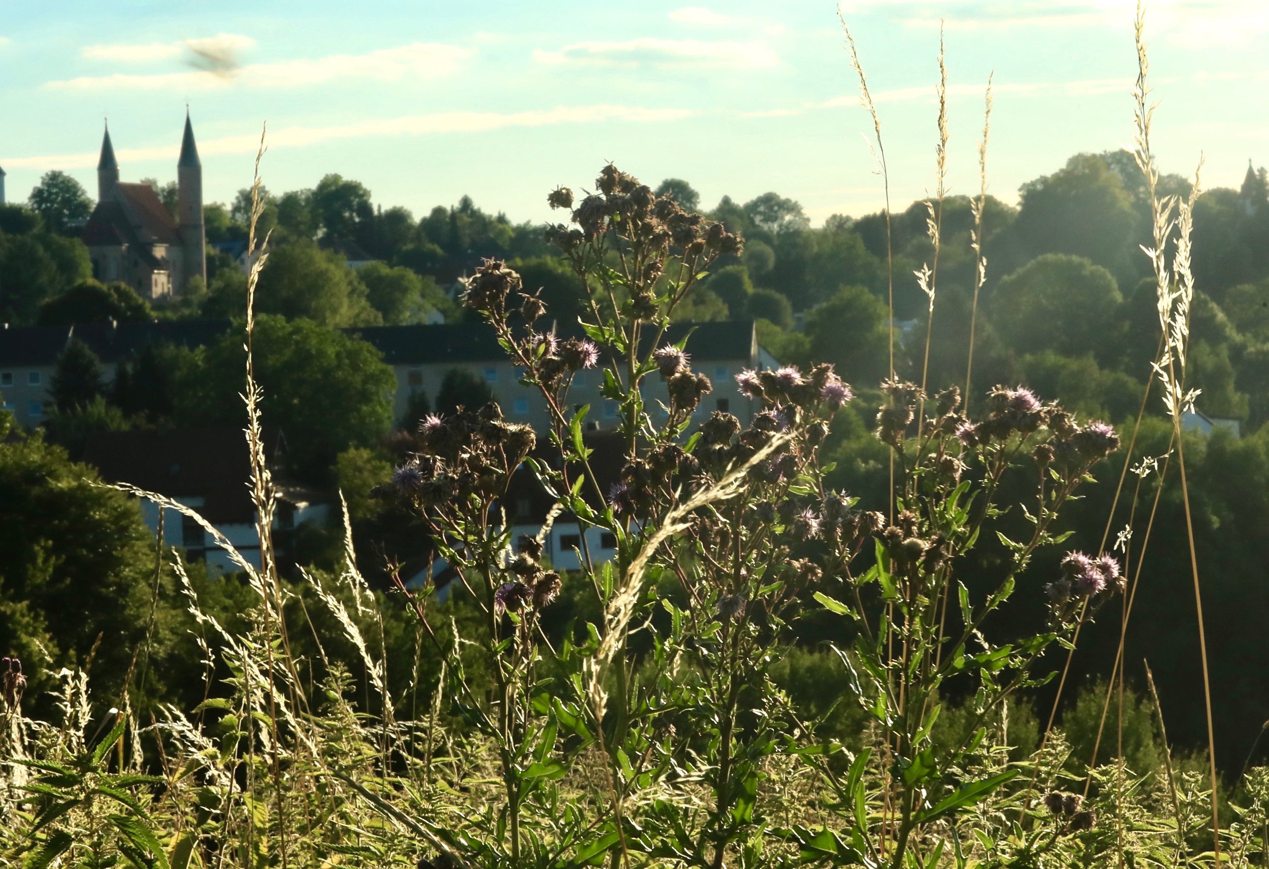 Sallmansberg im Sommer II