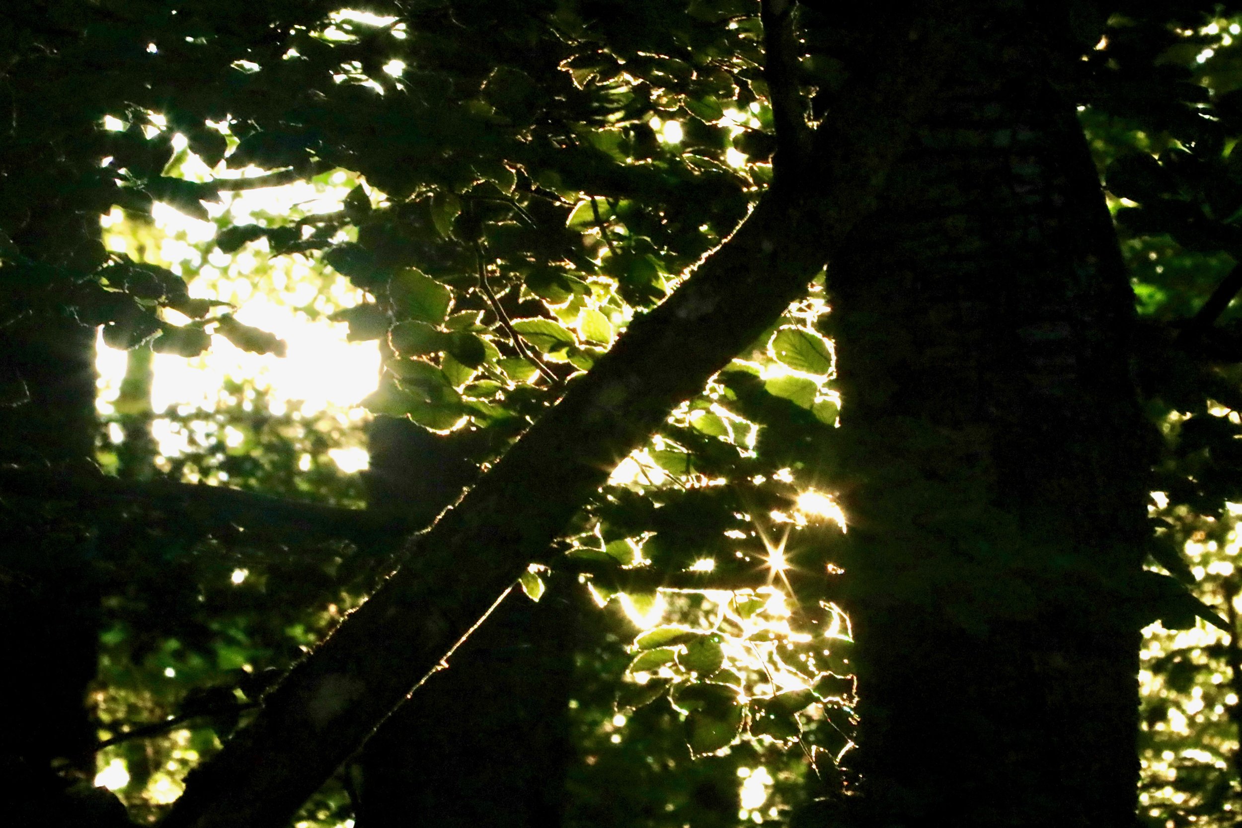 Abendsonne im Wald