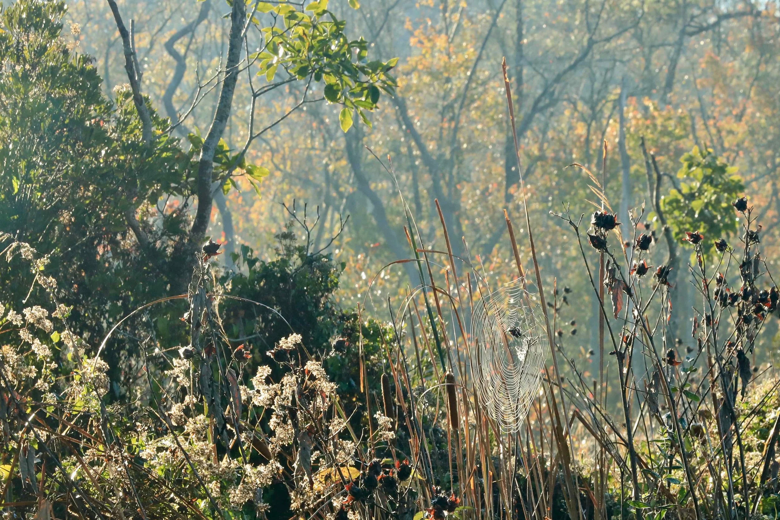 Layers of Fall