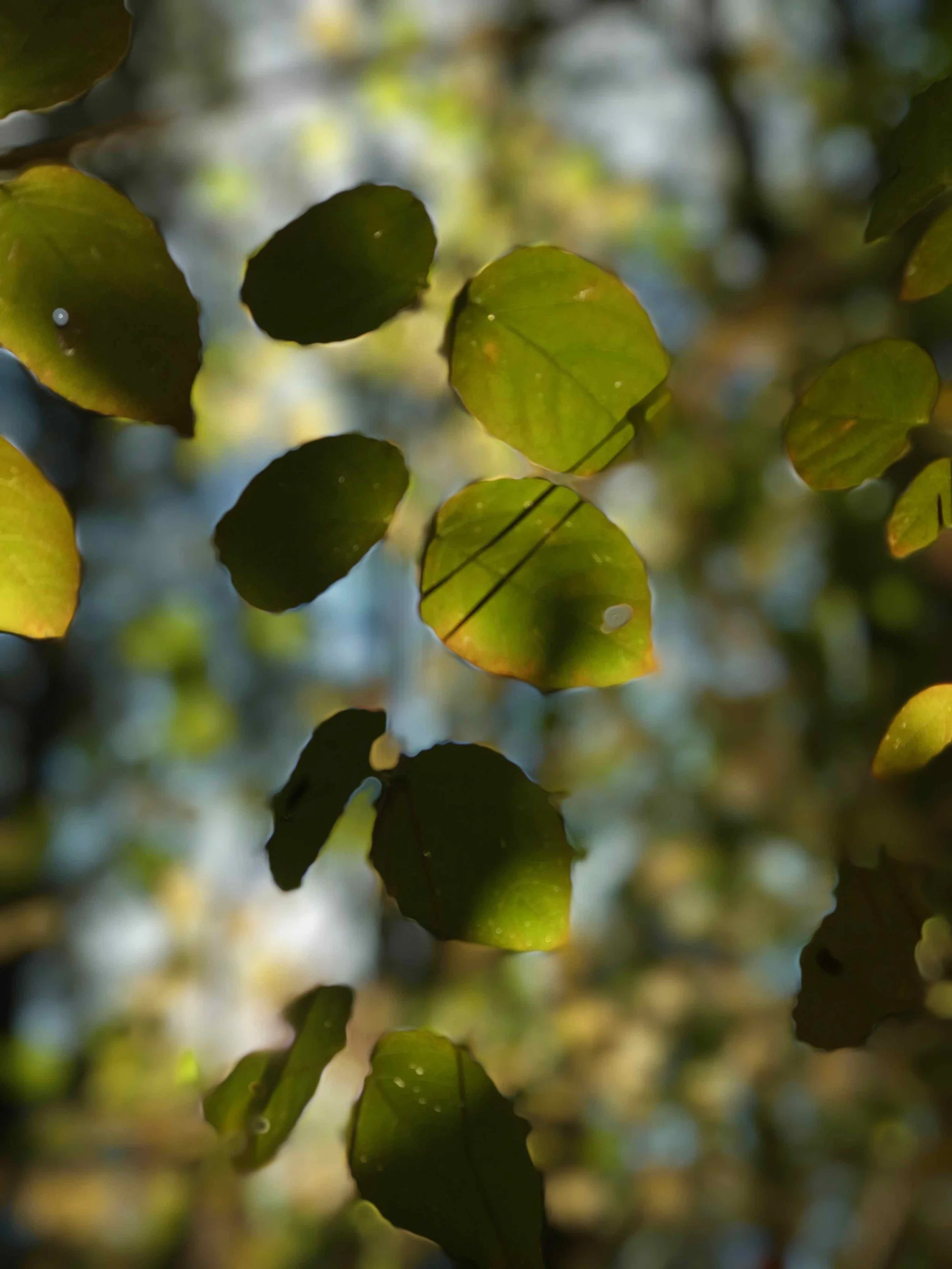 Lightness of Being