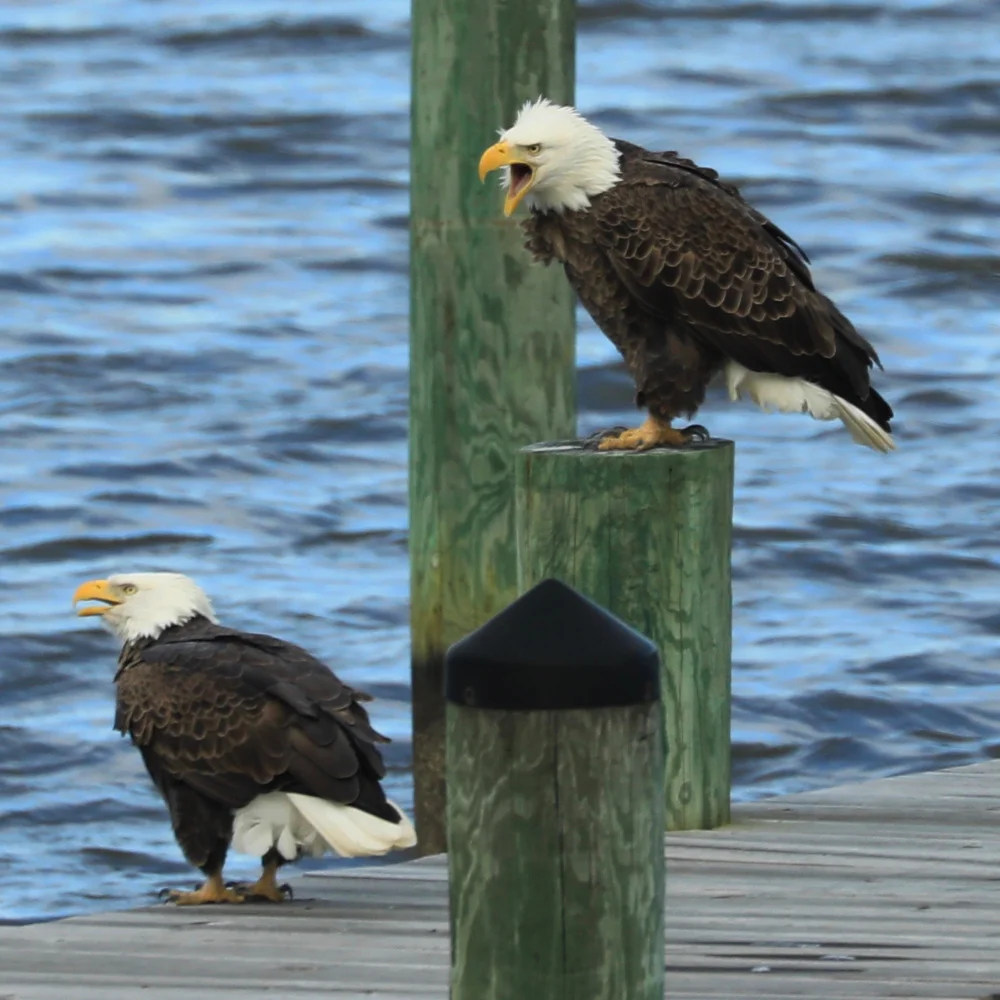 On Guard