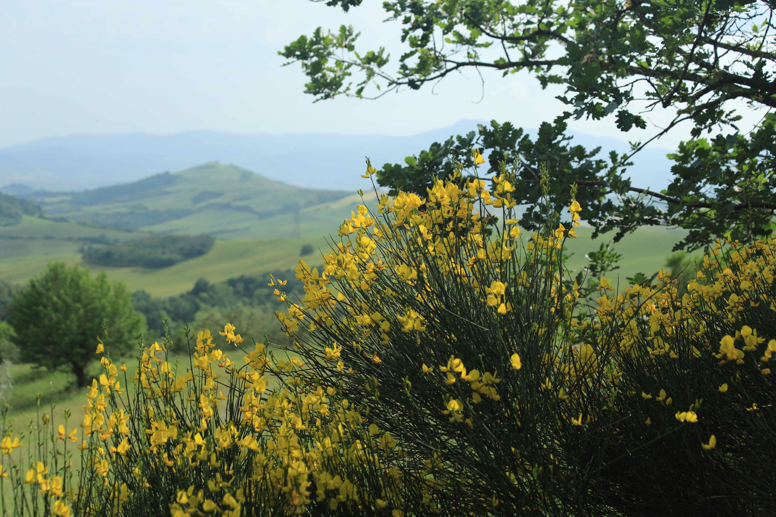 Ginster in Tuscany