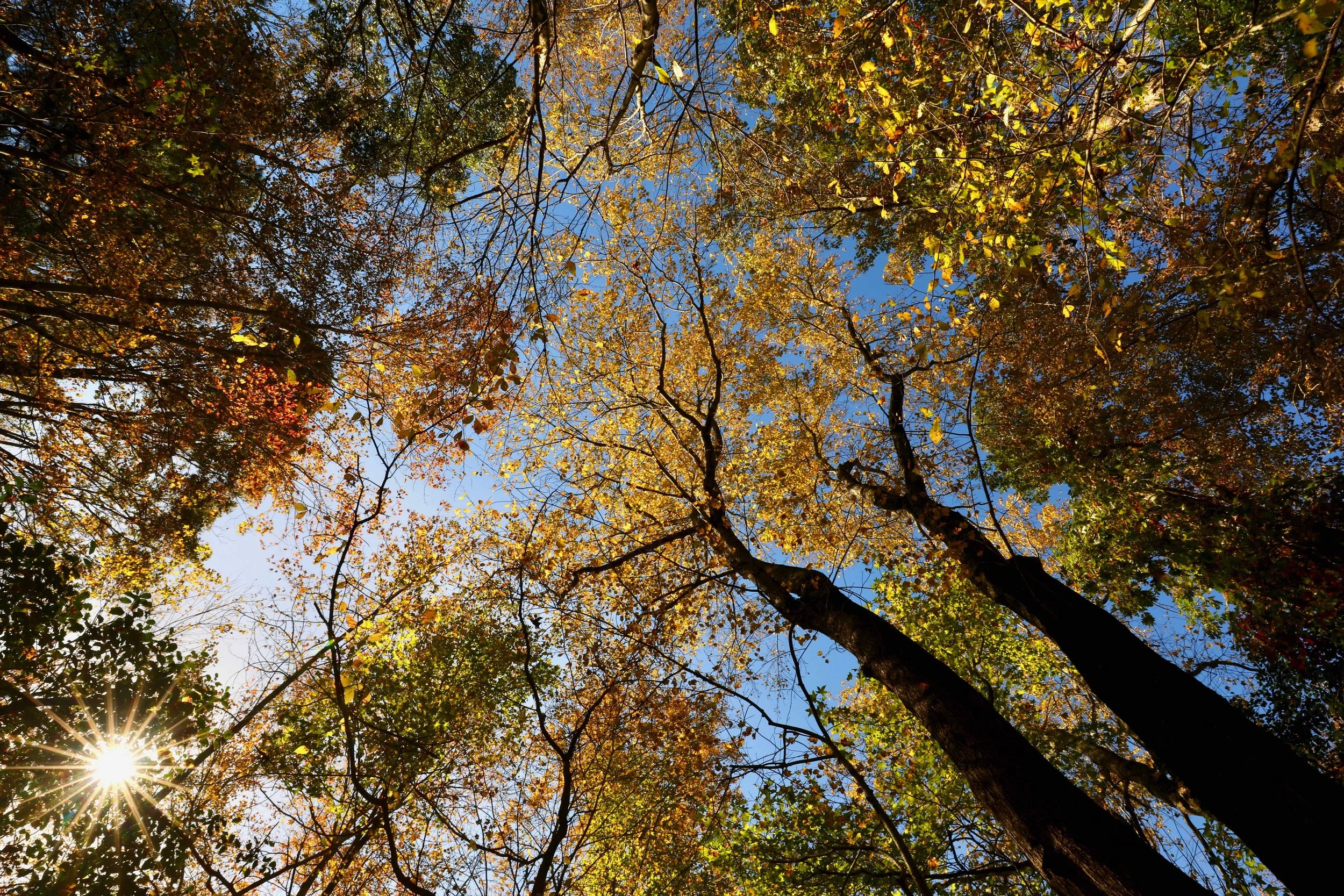 Sunlight in the Woods