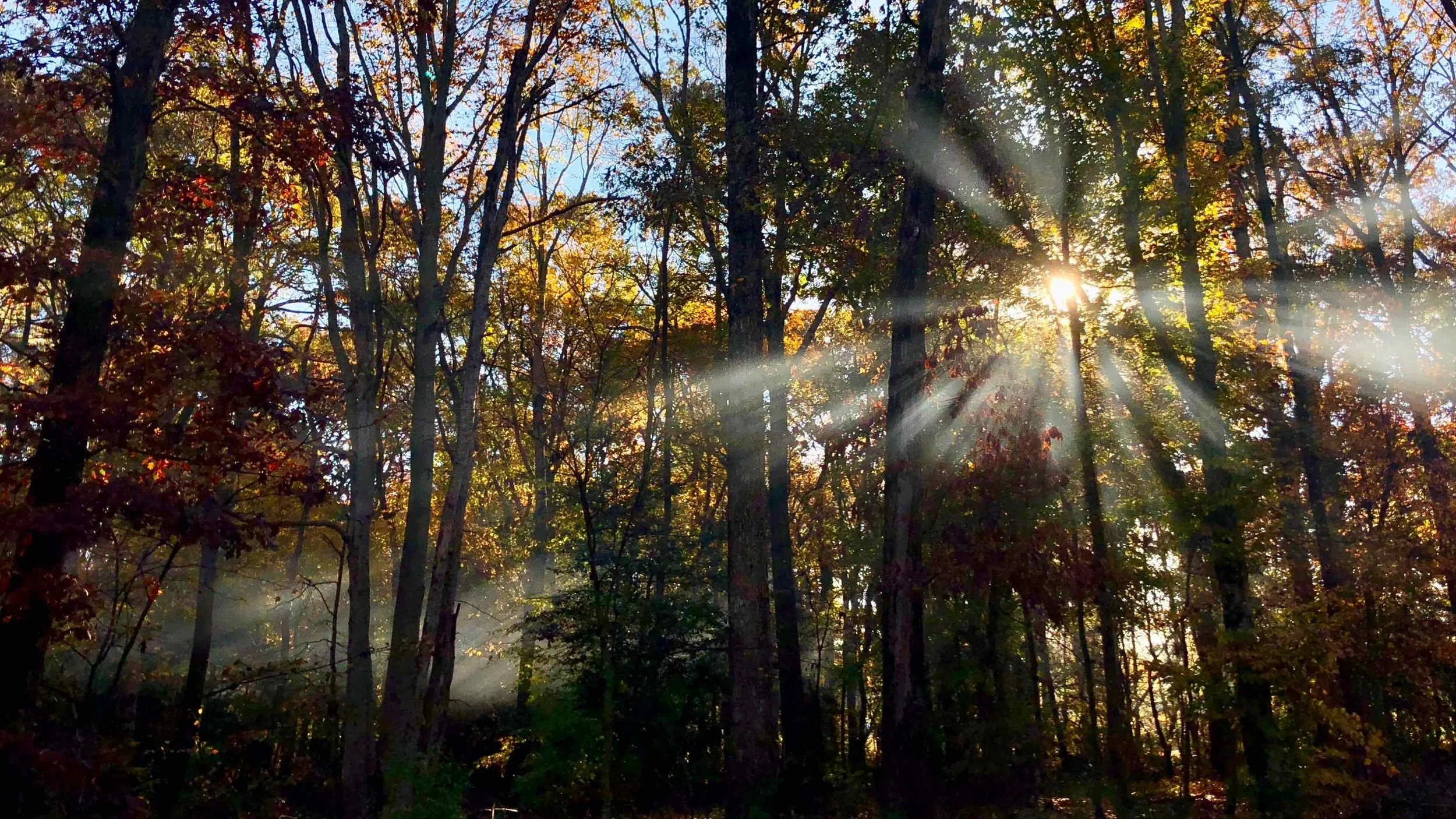 Morning Glory