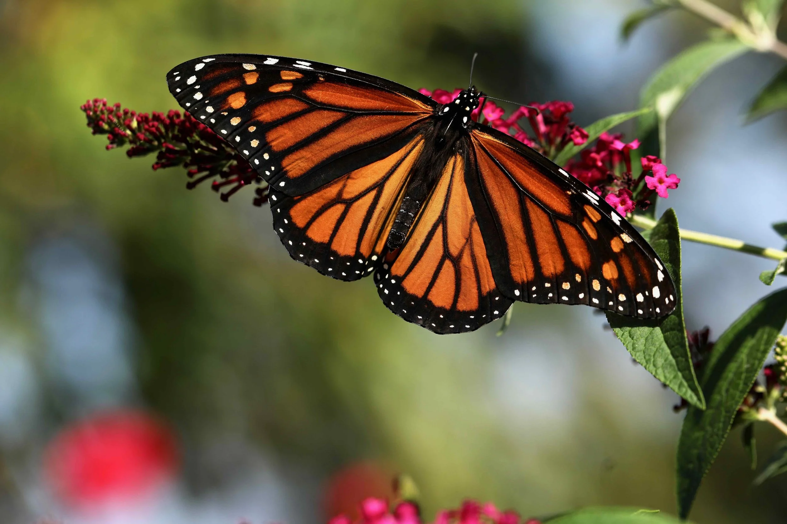 The Monarch