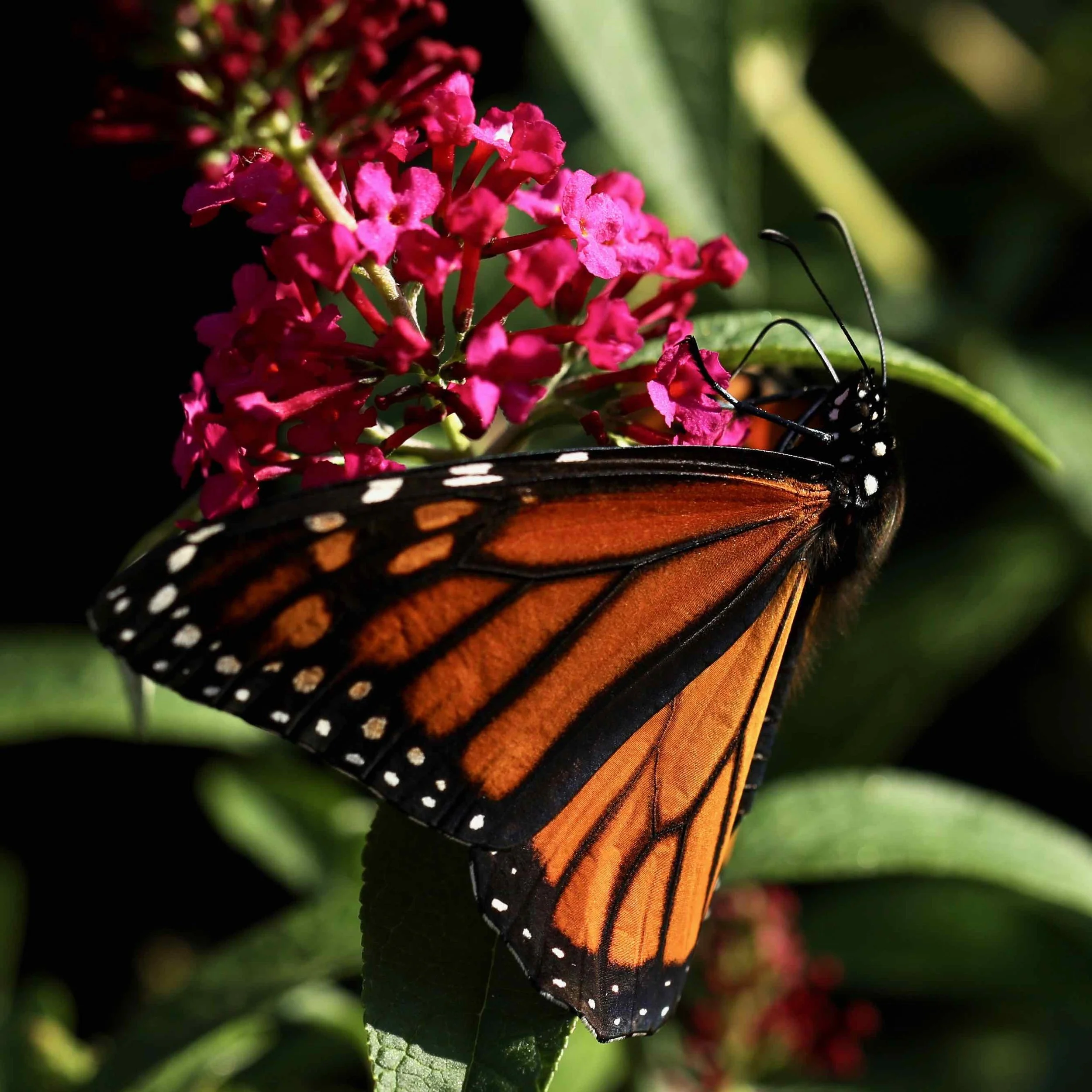 Butterflybush