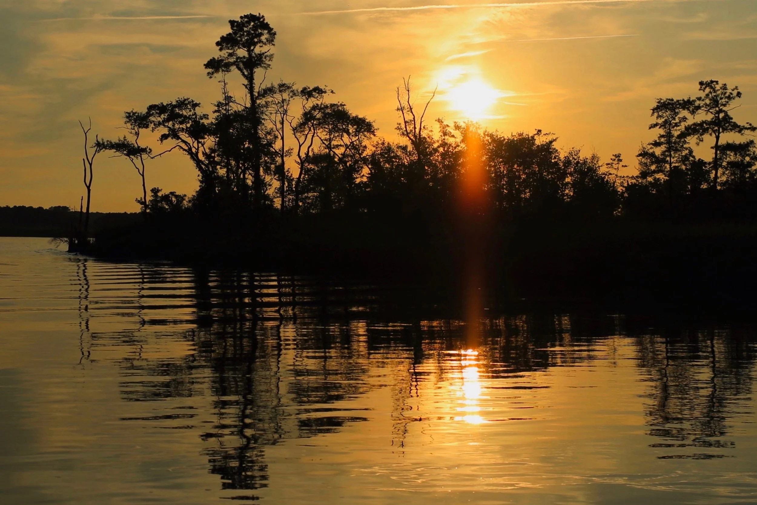 Golden Chesapeake