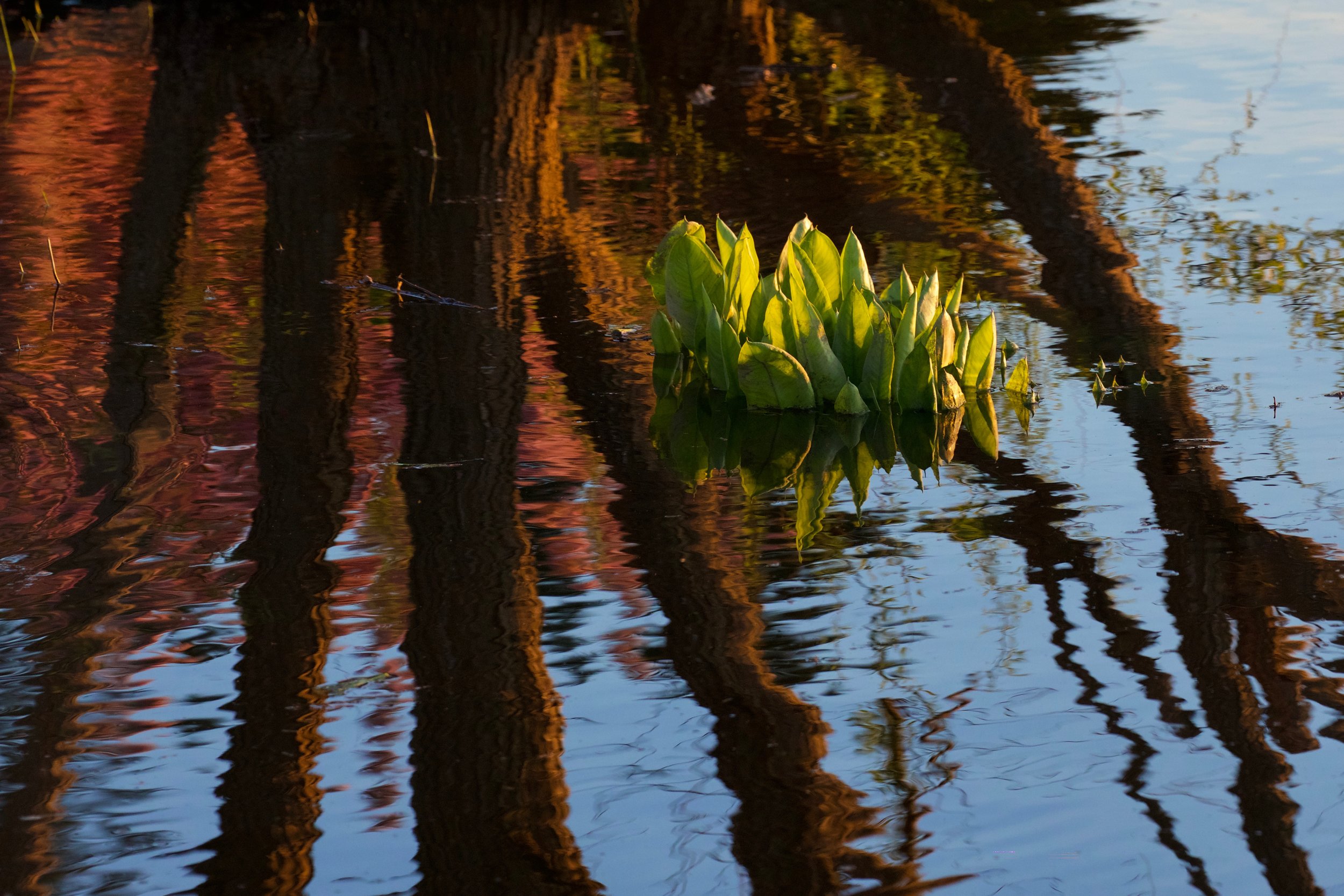 Wicomico Willow