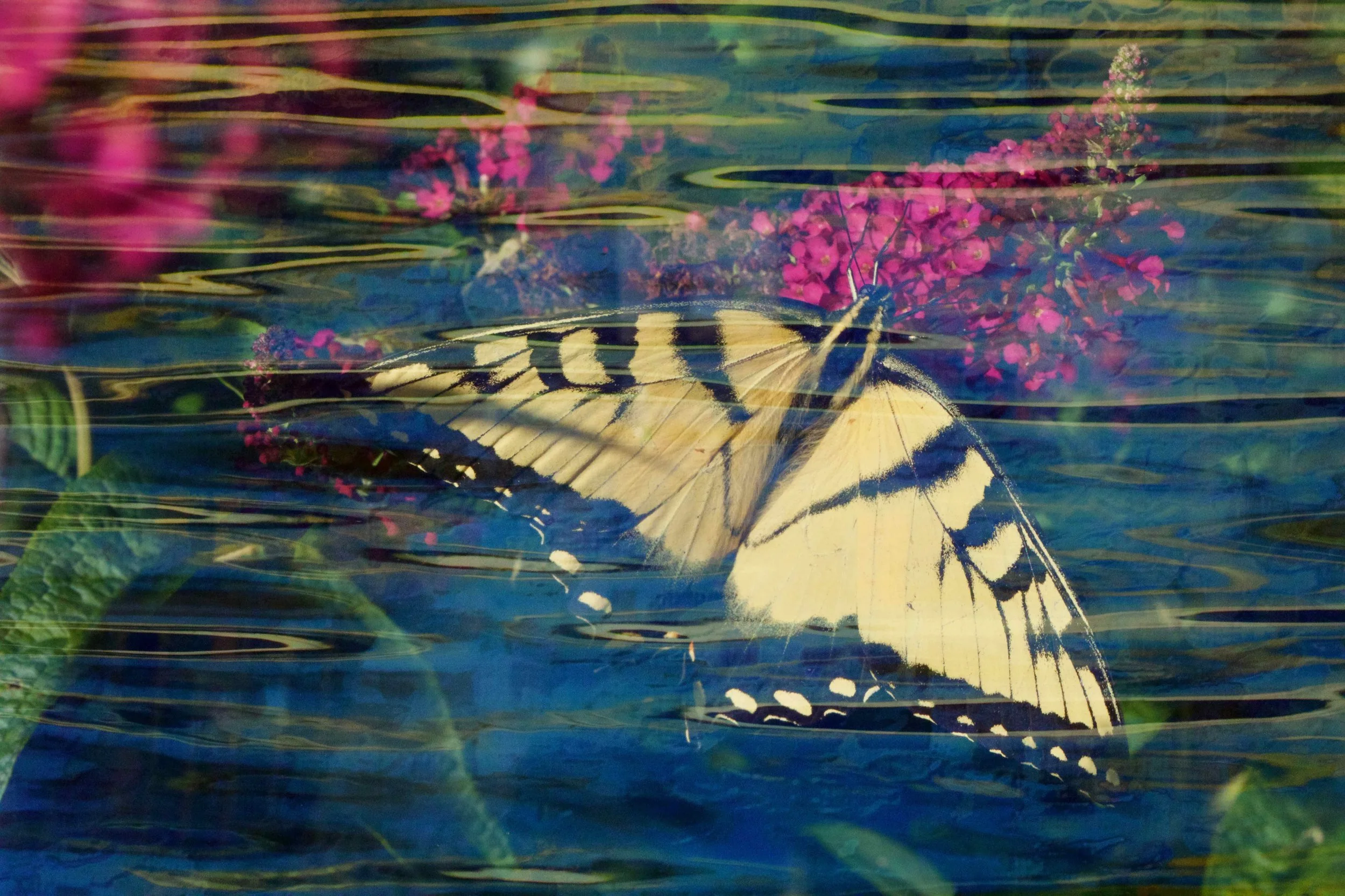 Blue Swallowtail