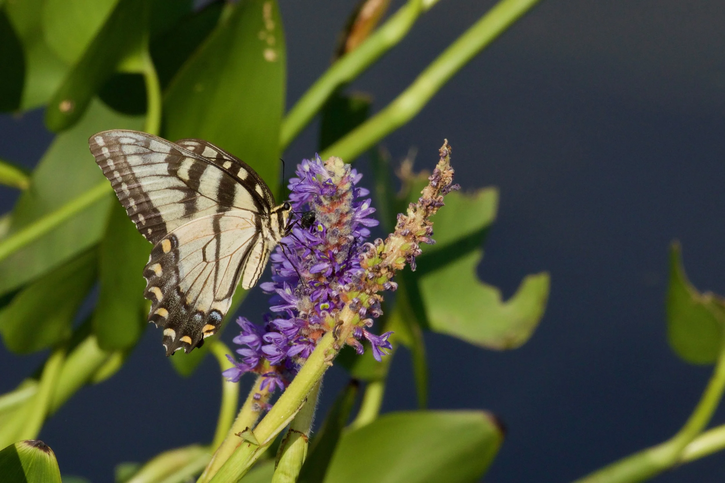 The Year of the Swallowtail 2
