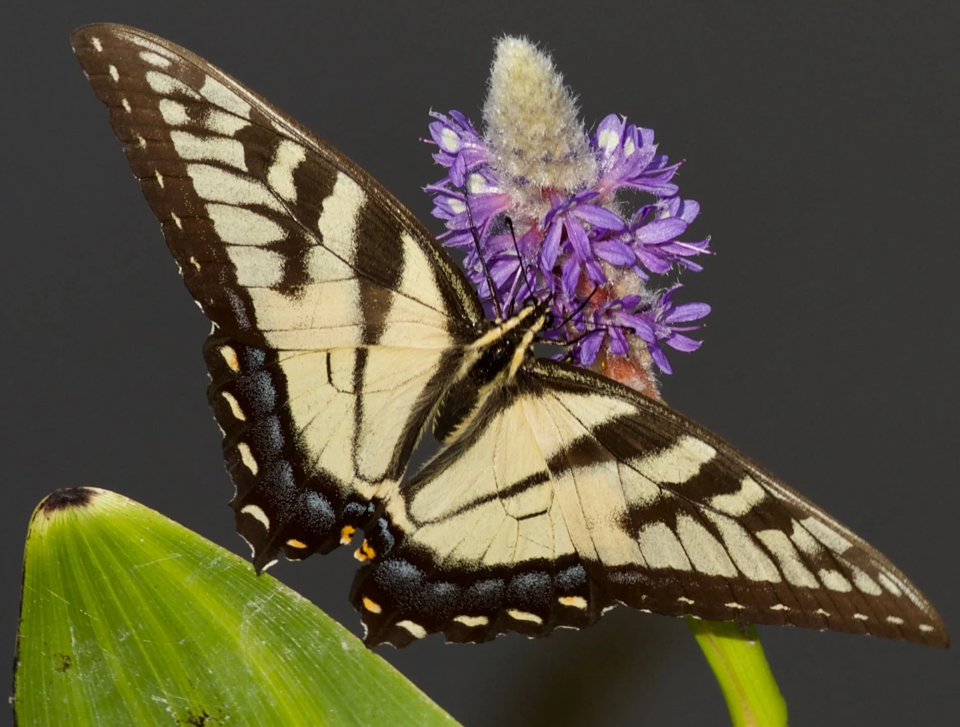 The Year of the Swallowtail