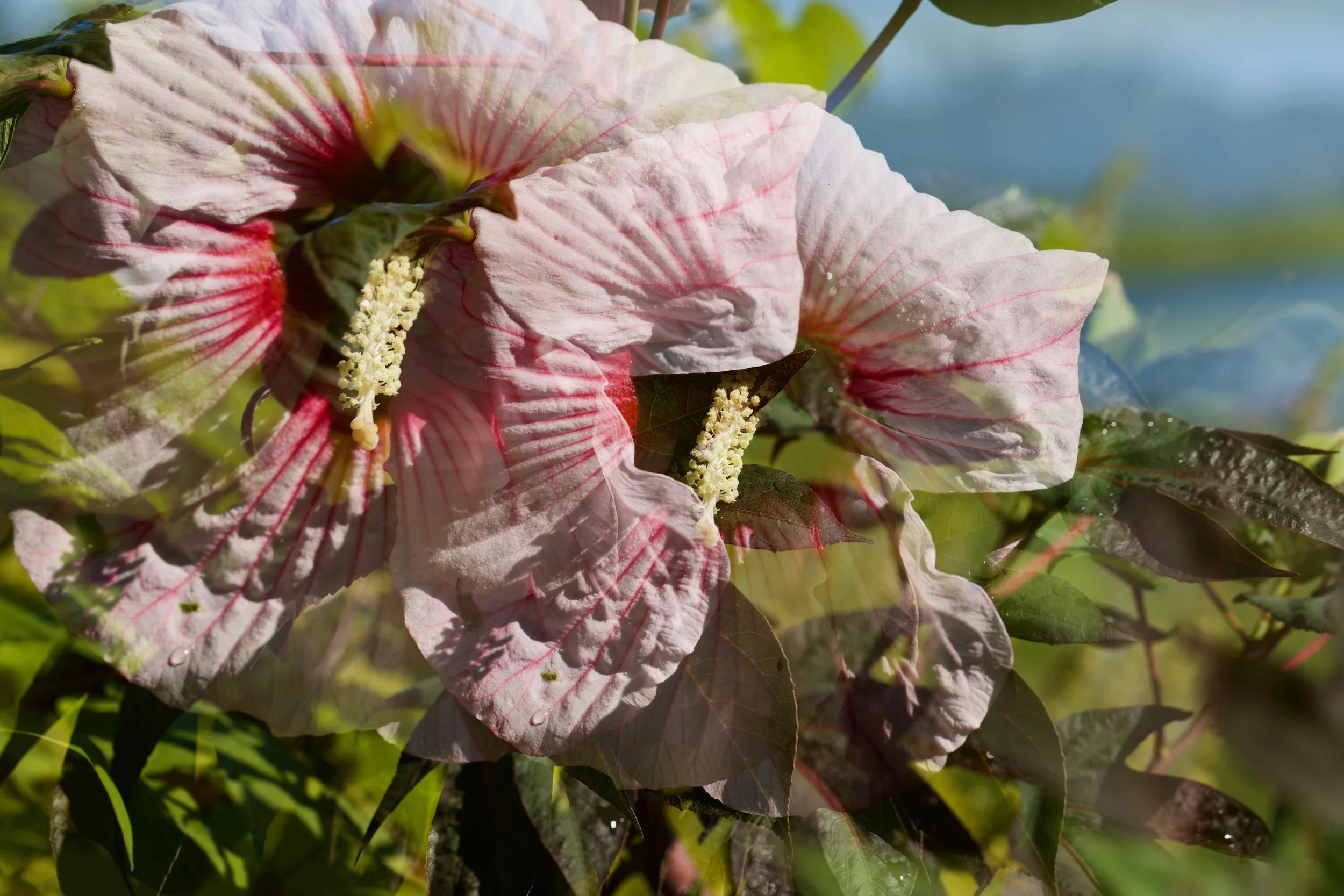 August Bloom