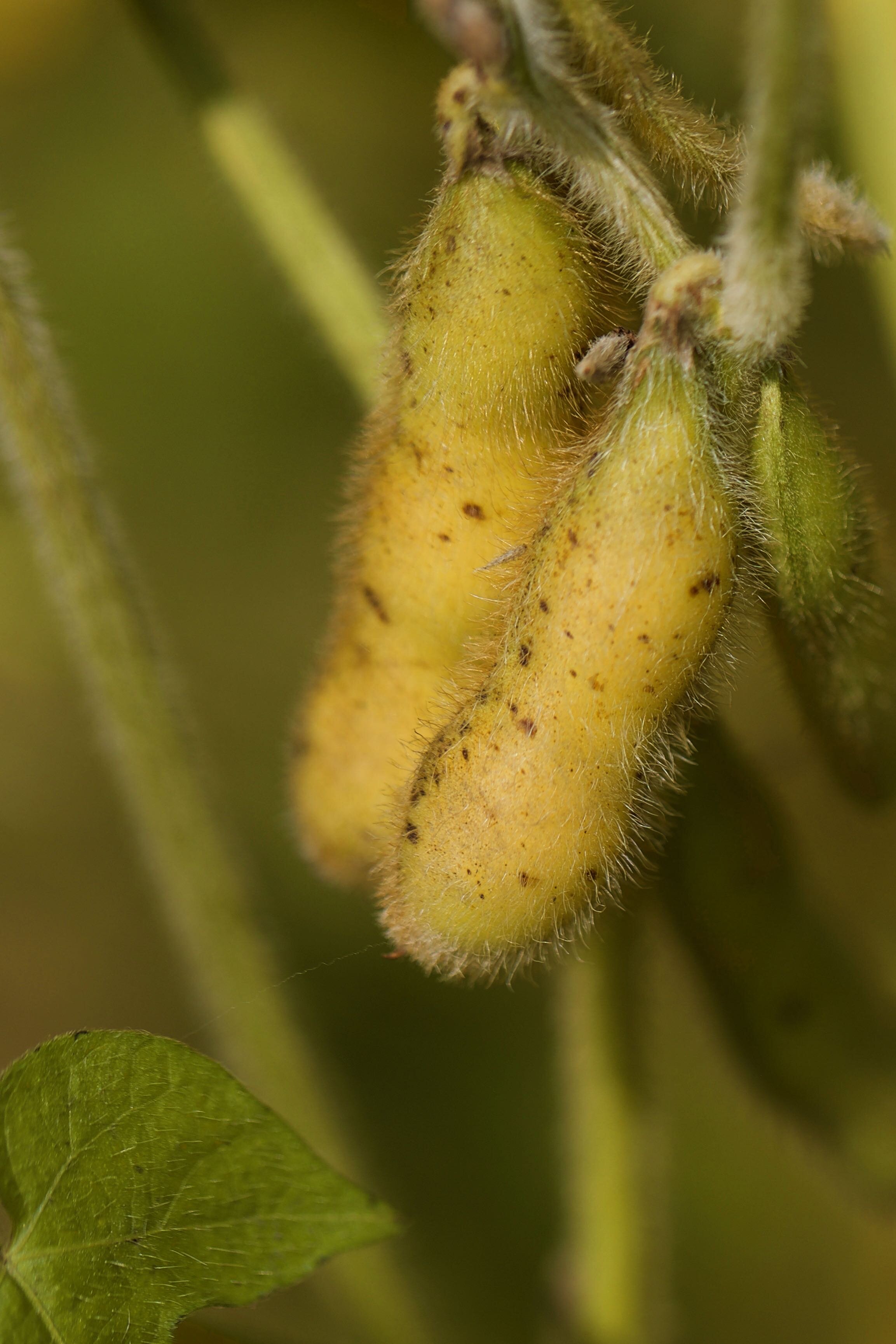 Fuzzy Beans