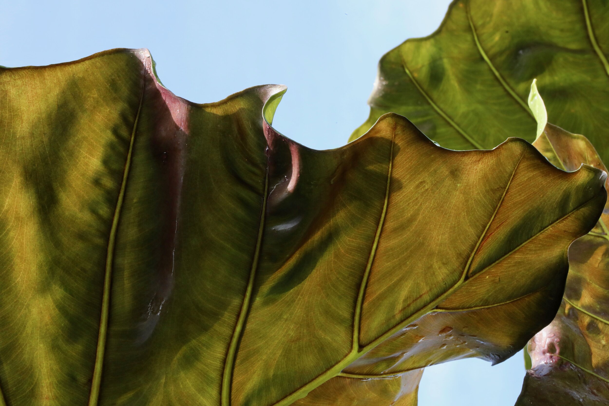 ruffled leaf.jpg