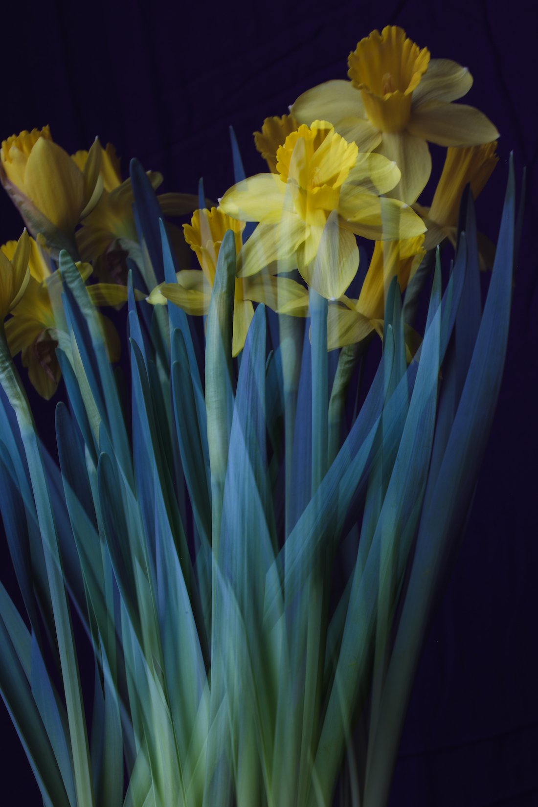 daffodil vertical double exposure 2.jpg