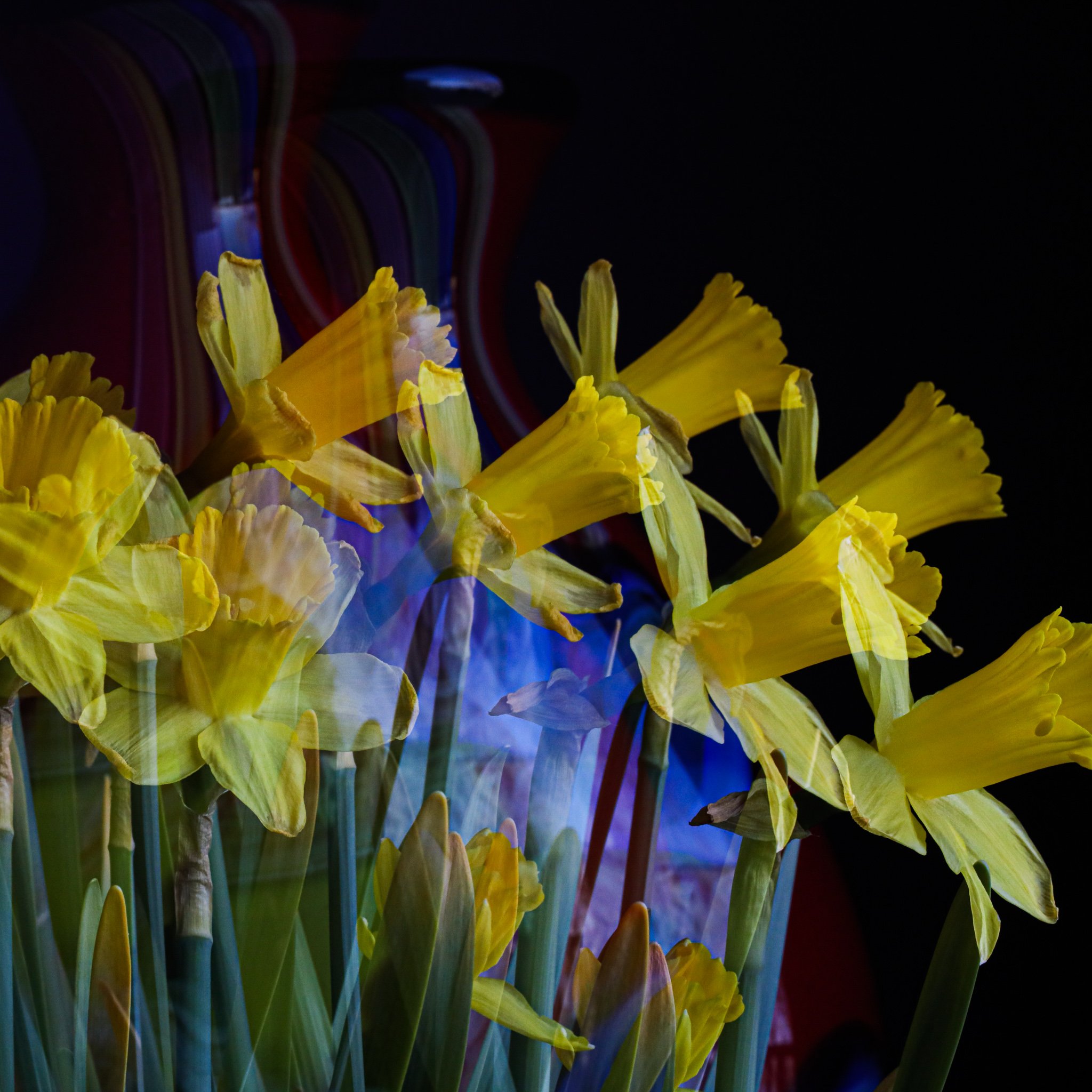 daffodils with vase 2 double exposure square.jpg