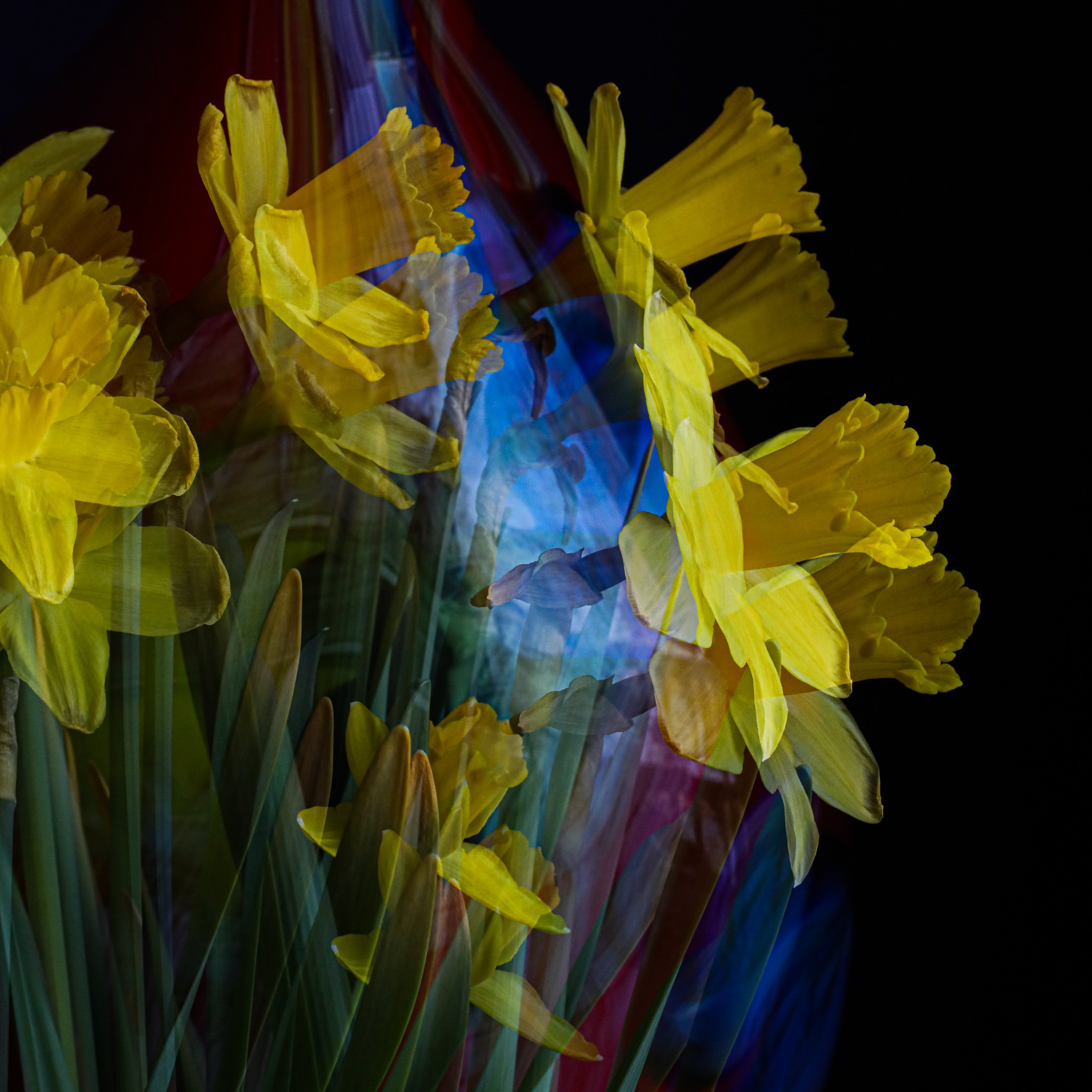 daffodils with vase double exposure square.jpg