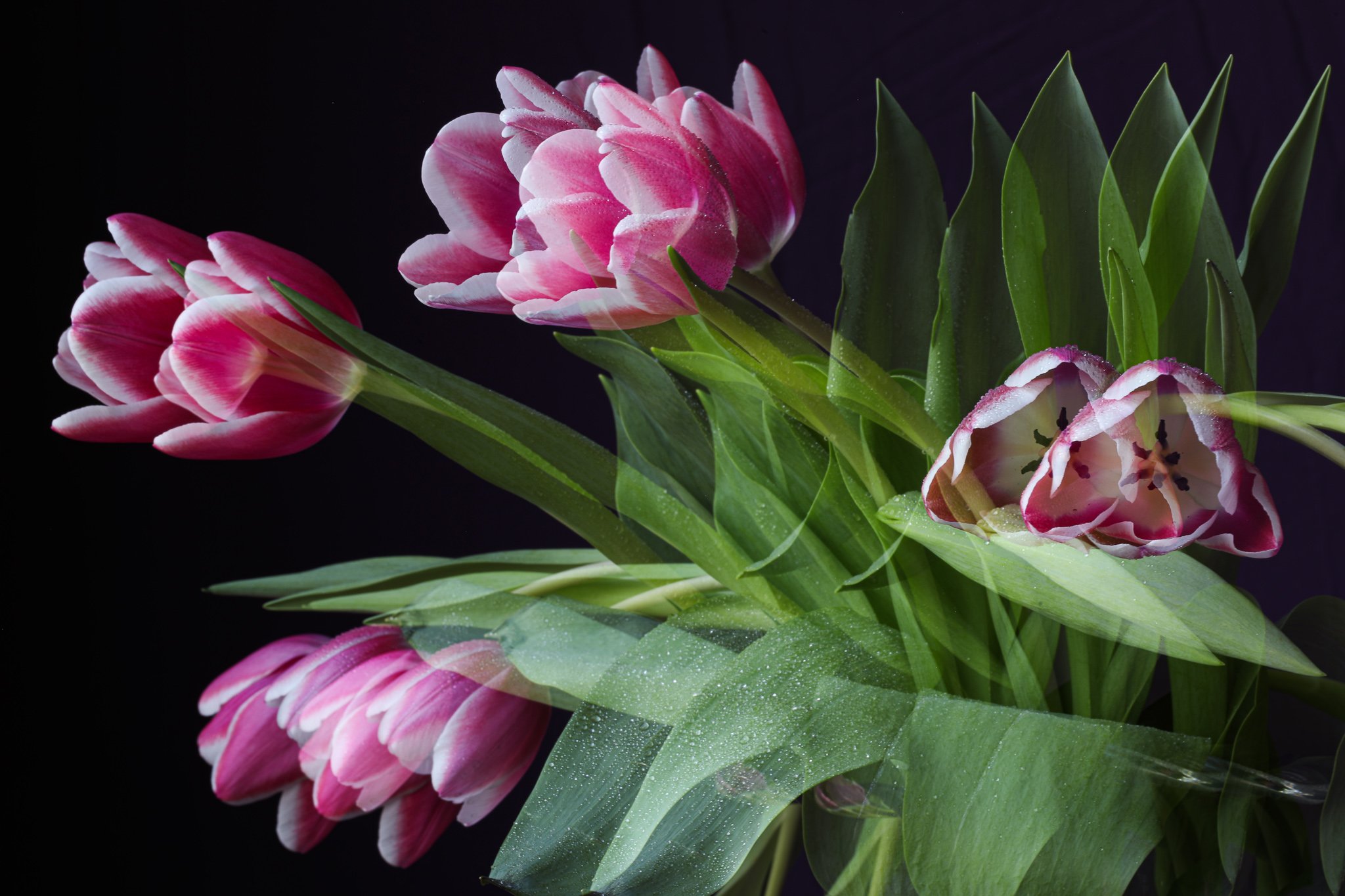 pink tulips double exposure horizontal.jpg