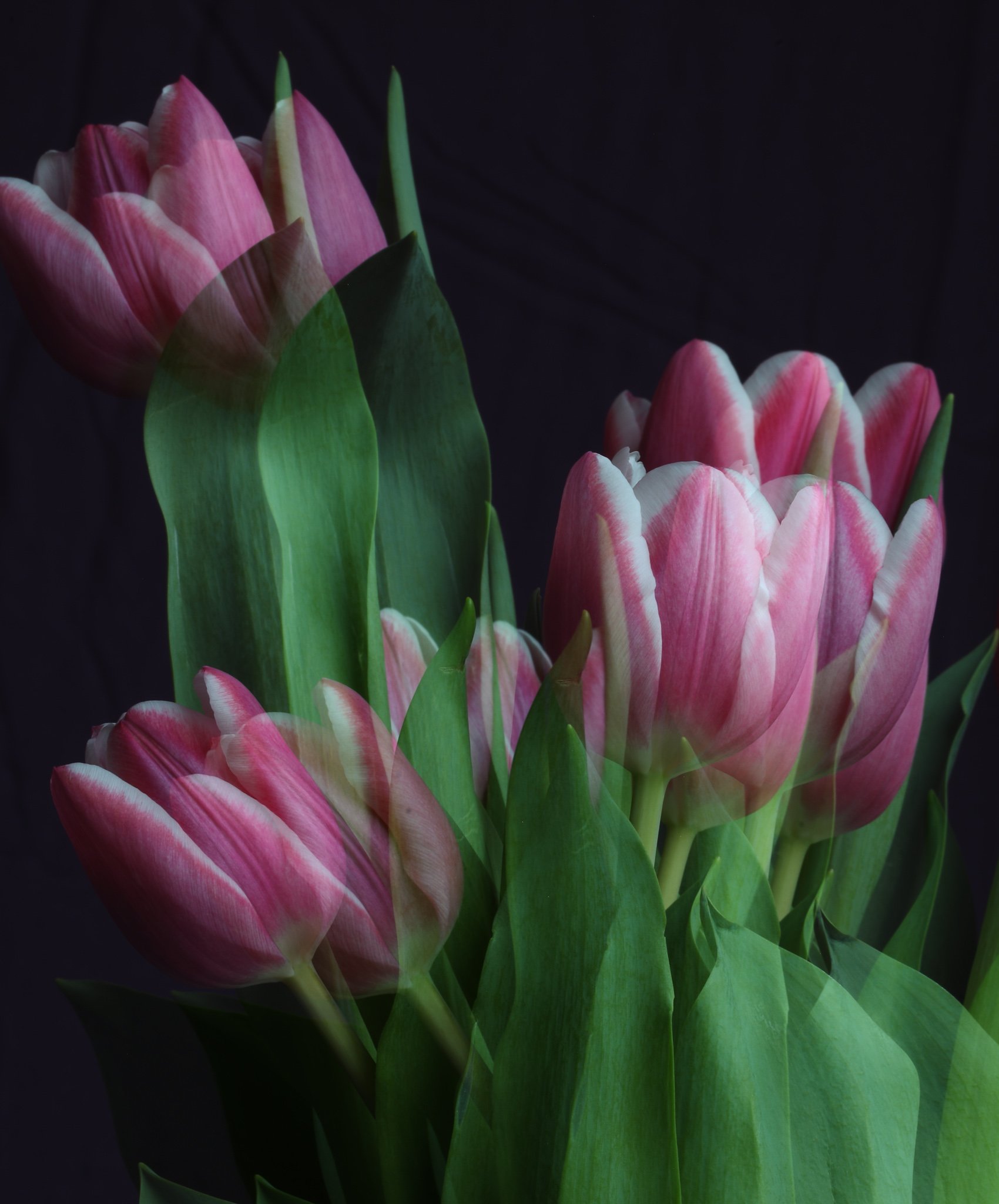 pink tulips double exposure vertical.jpg