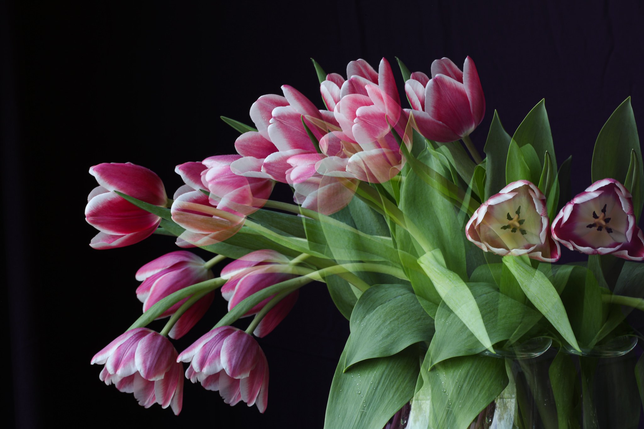pink tulips in arch formation double exp.jpg