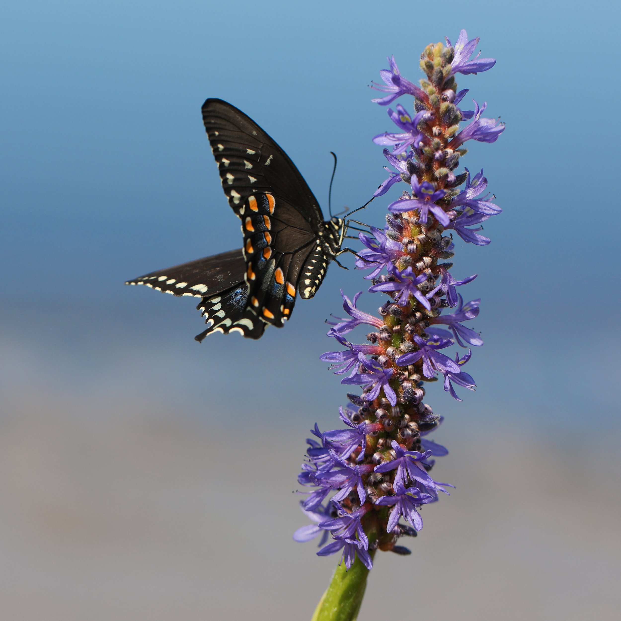 swallowtail facing right blue background.jpg