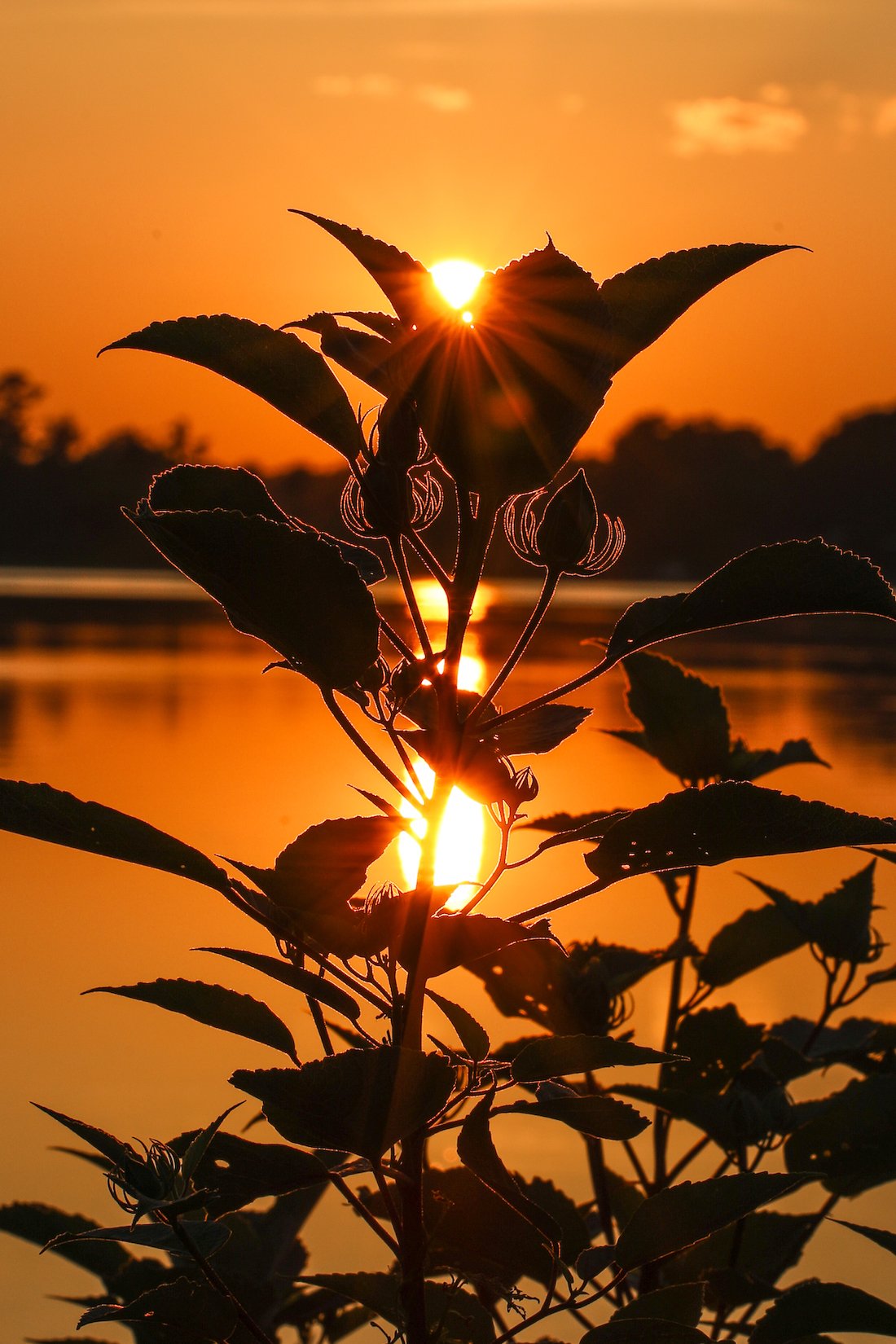 mallow sunset.jpg