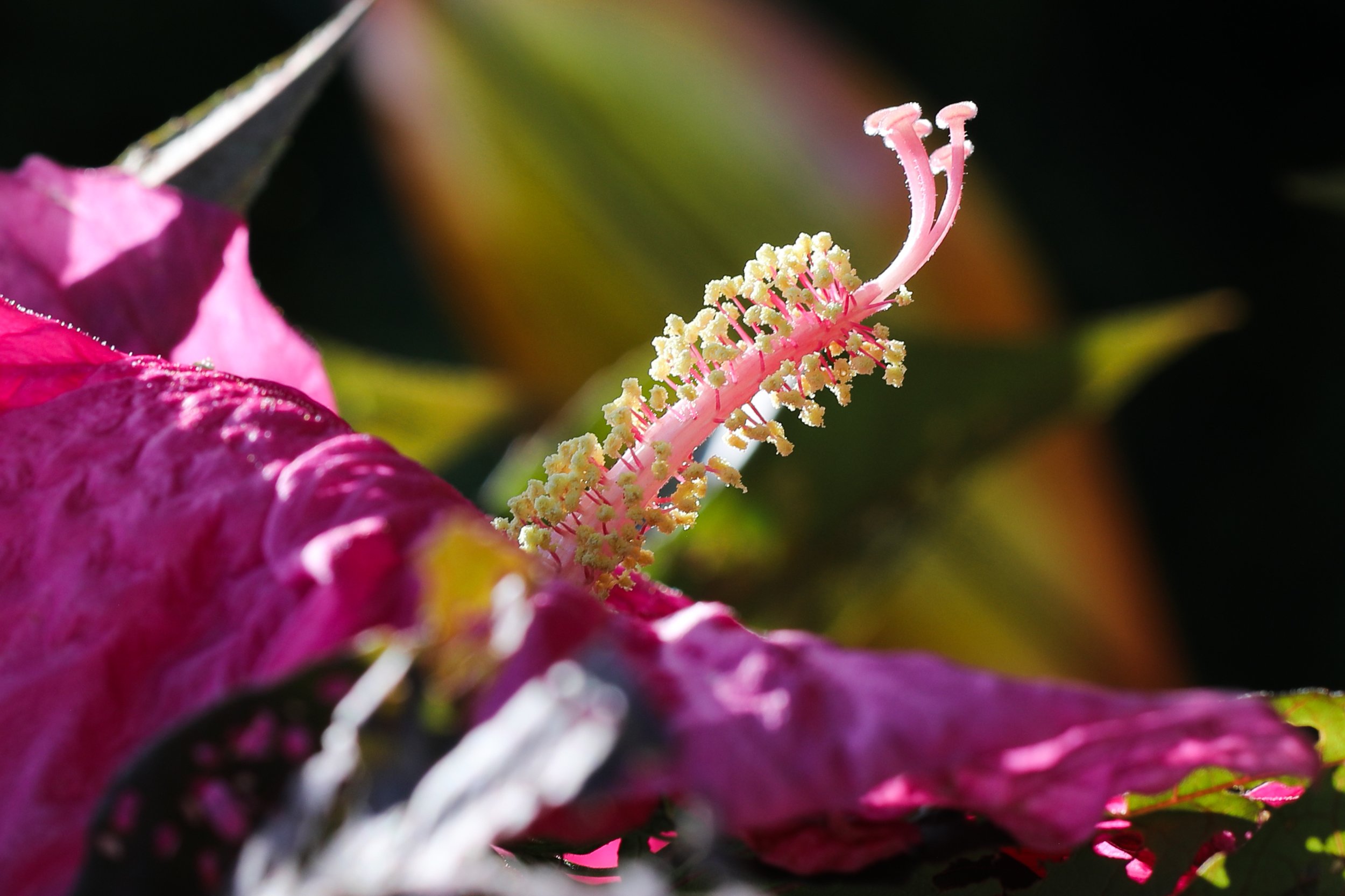 hibiscus close up facing right.jpg