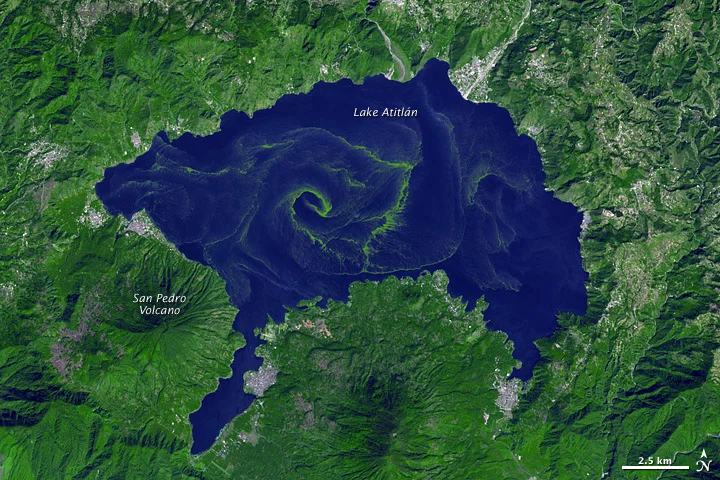 A large bloom of cyanobacteria spread across Guatemala’s Lake Atitlán. Credit: NASA Earth Observatory