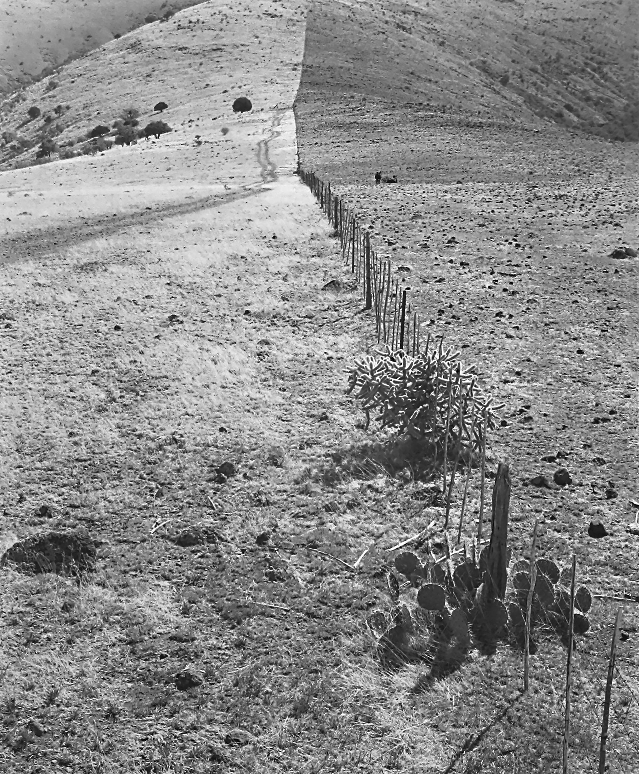 Fence Line