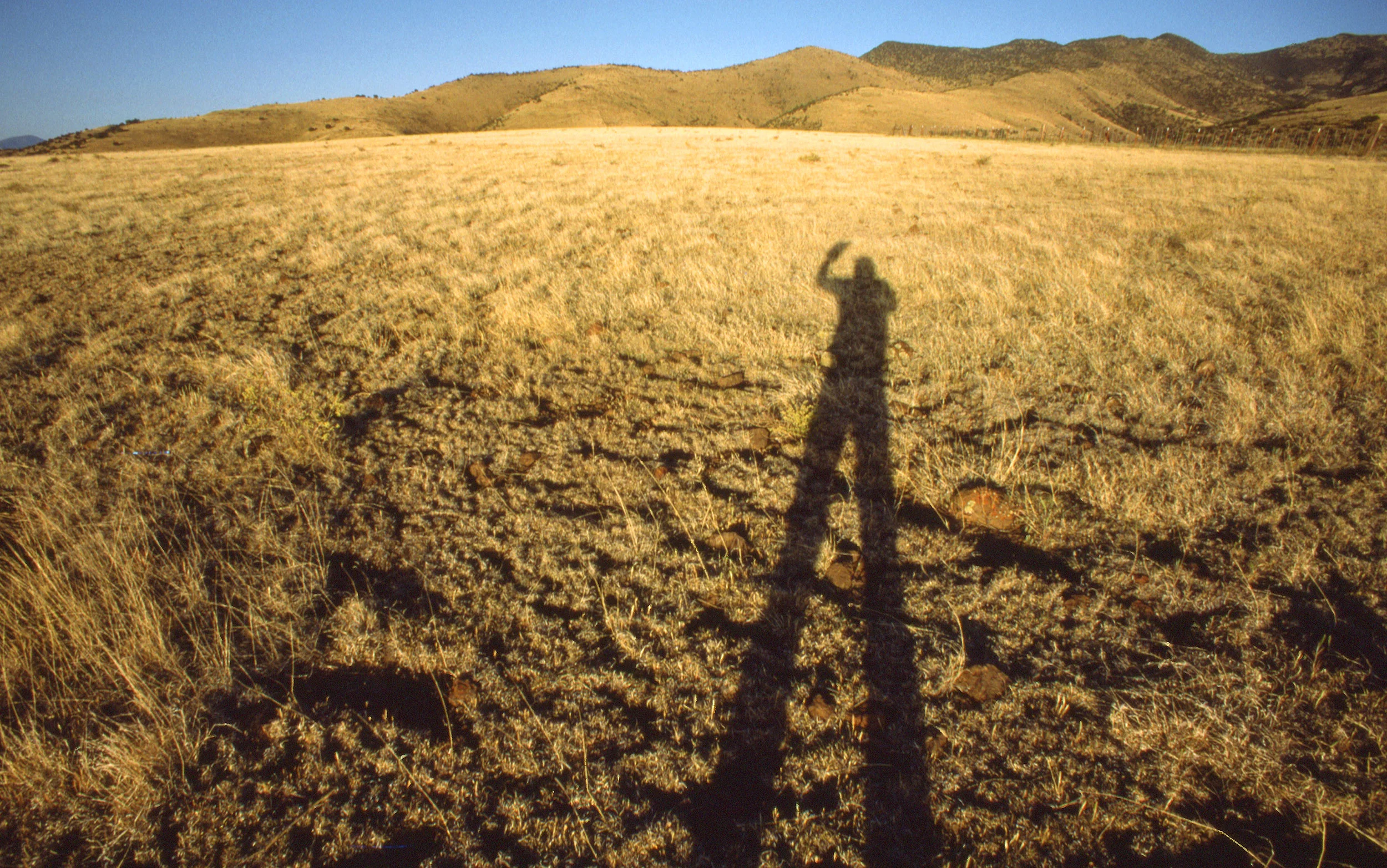 Self Portrait