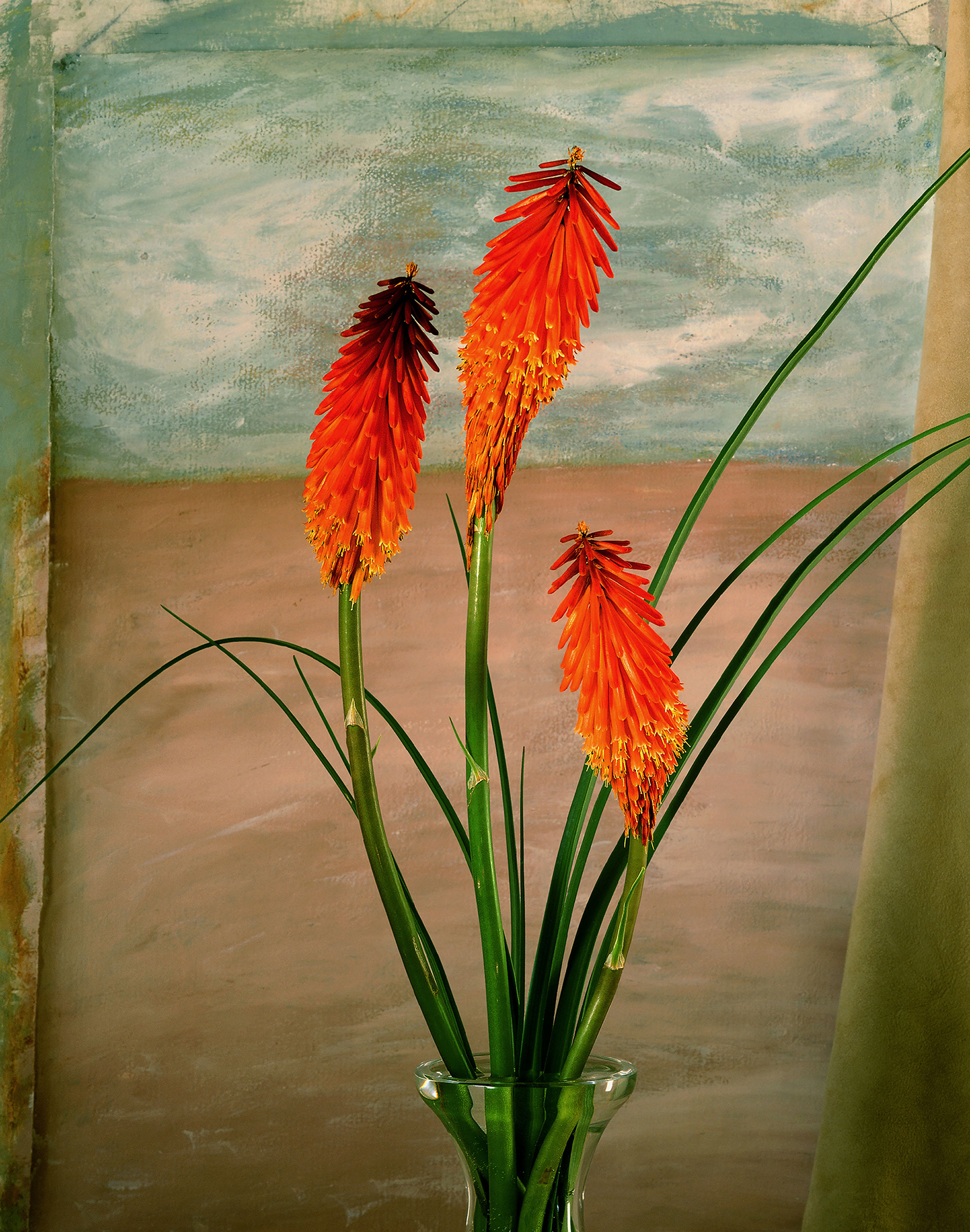 Red Hot Poker