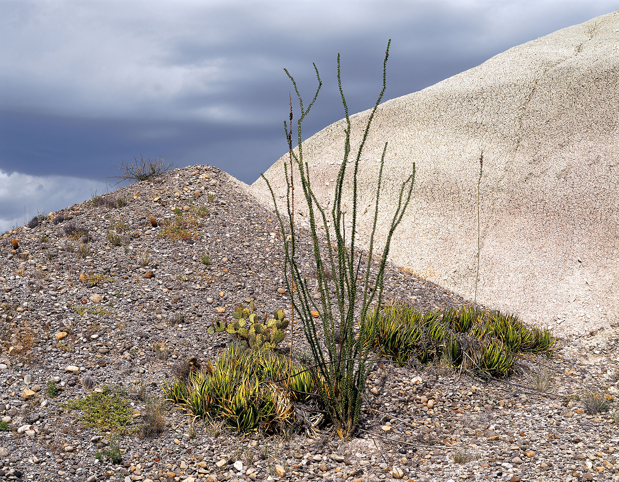 Ocotillo, Lechuguilla and Prickly Pear