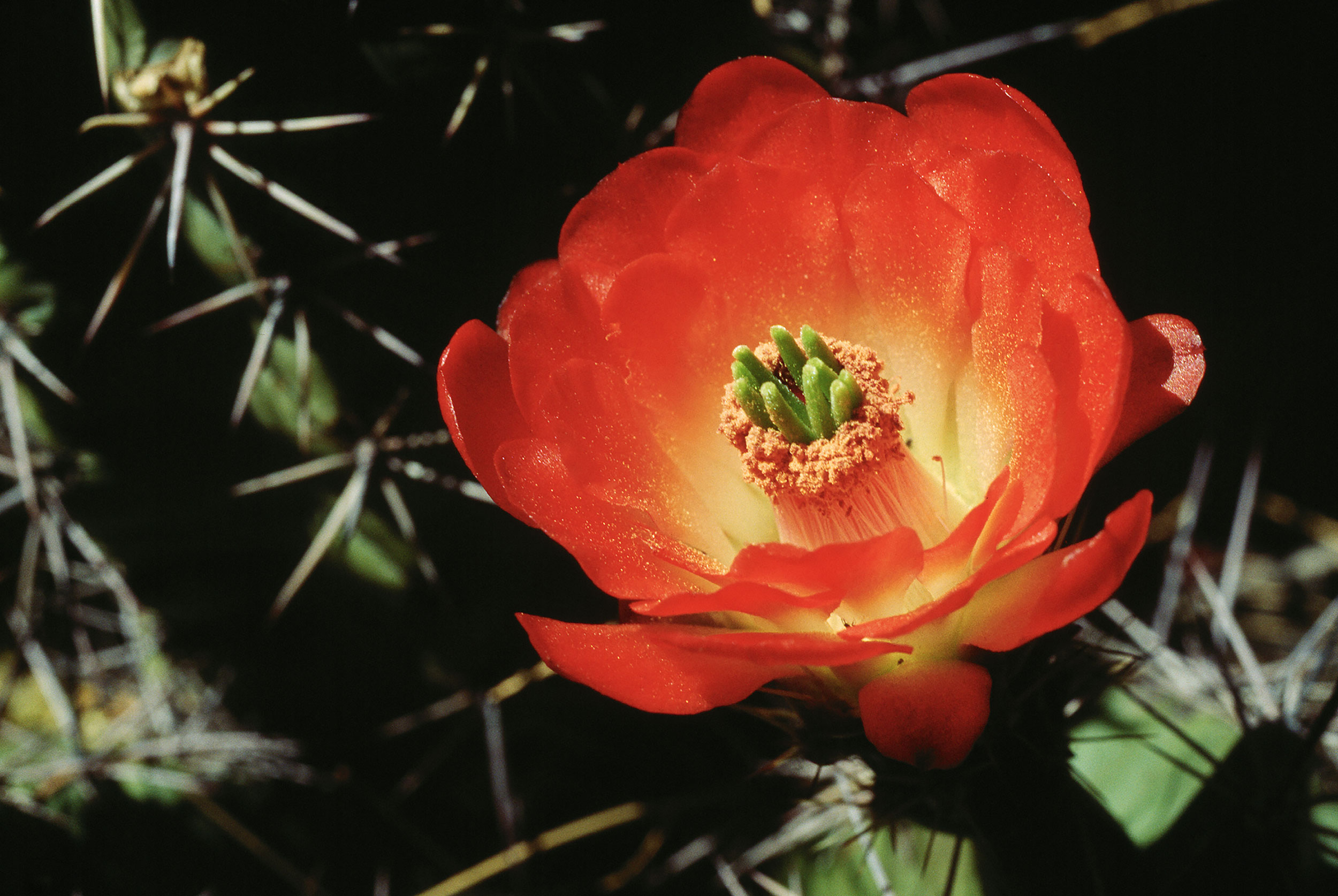 Red Prickly Pear Cactus Flower