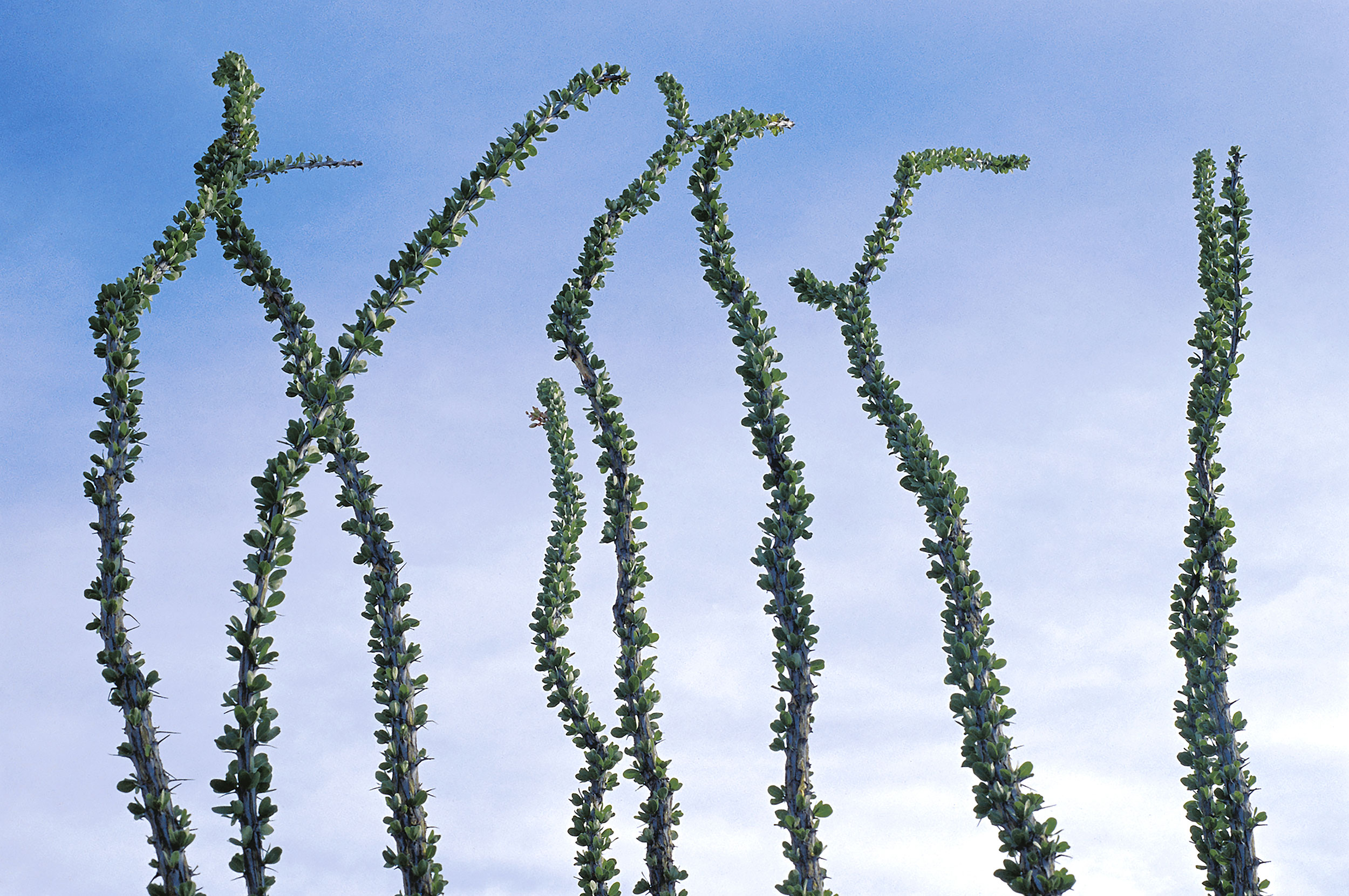 Ocotillo