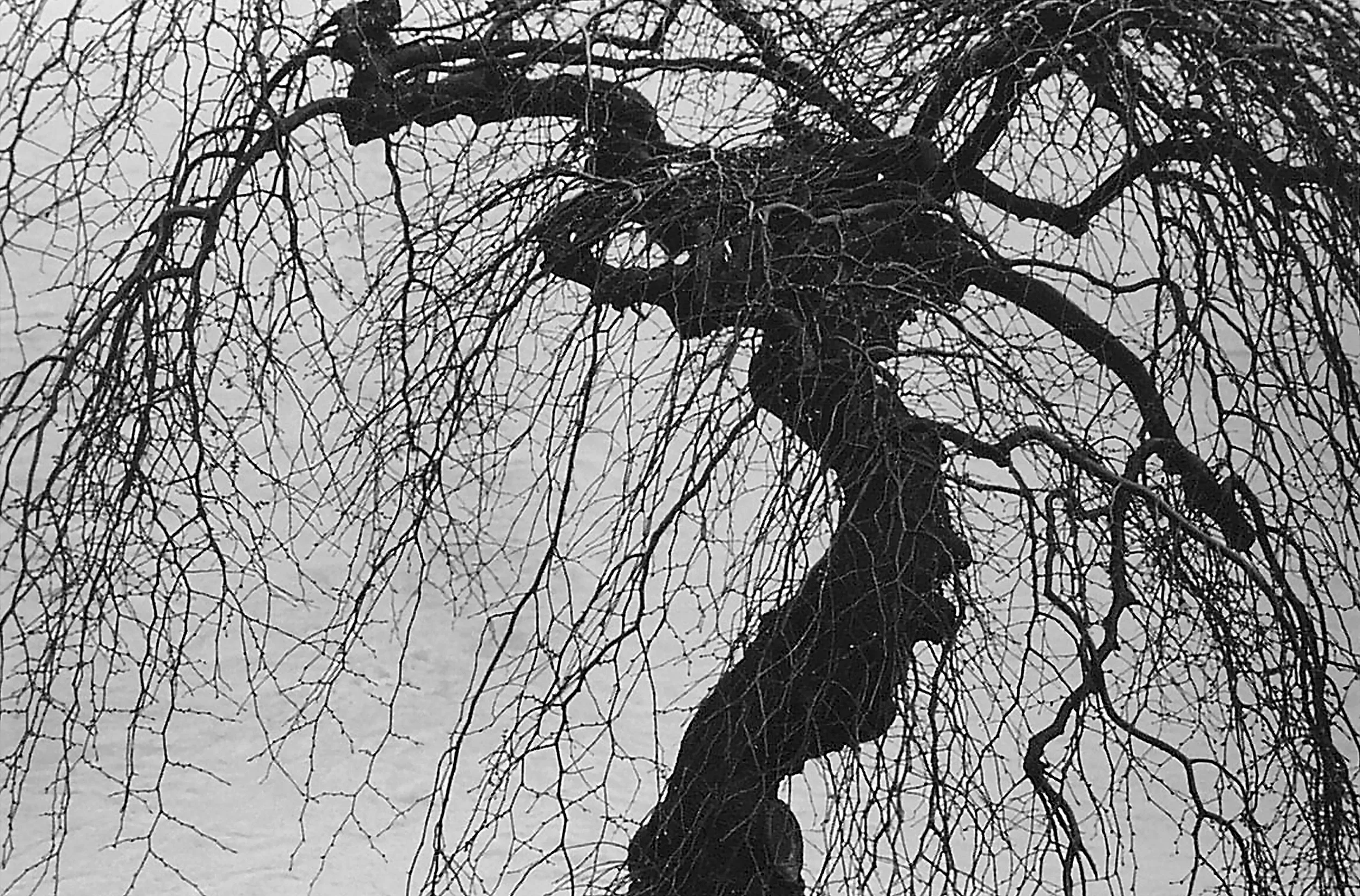 Tiber River Tree
