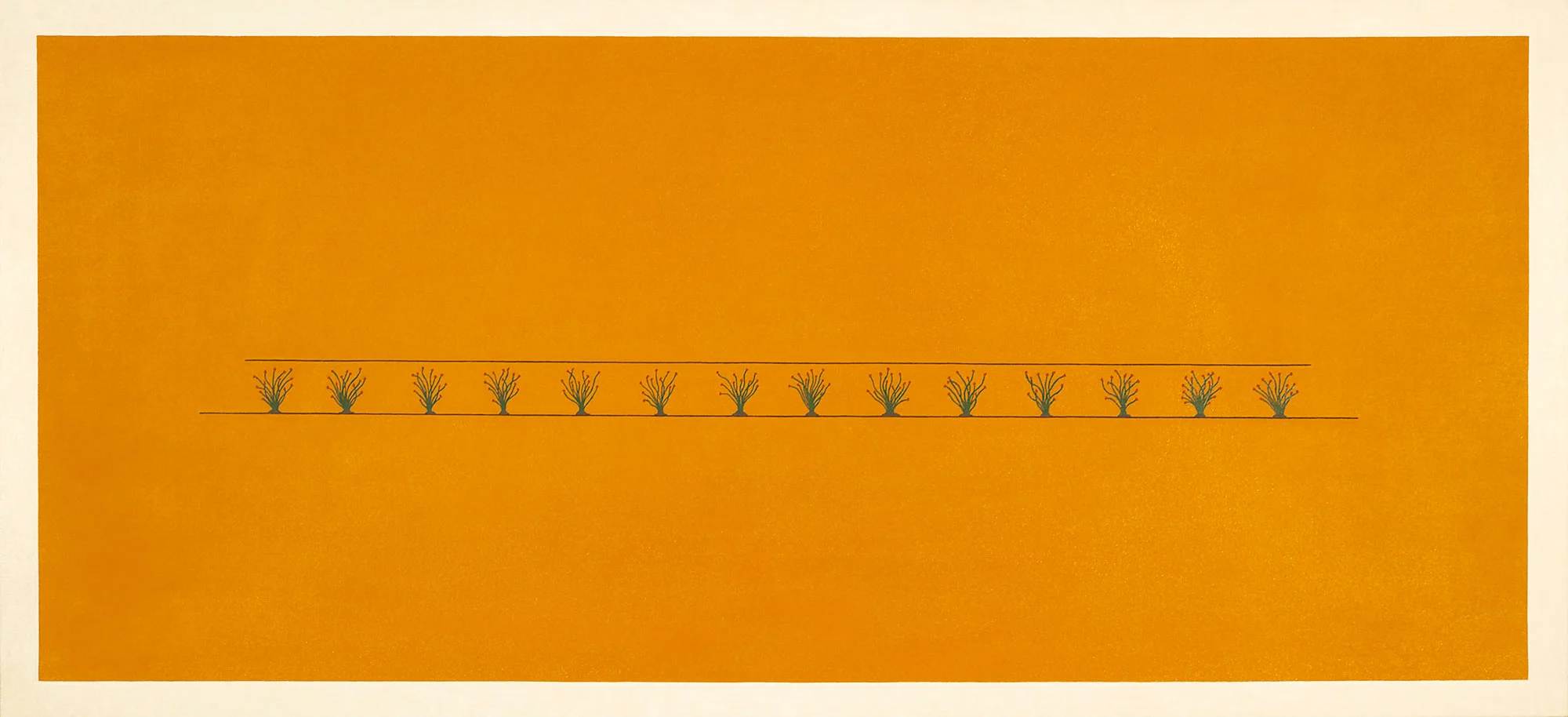 14 Ocotillo