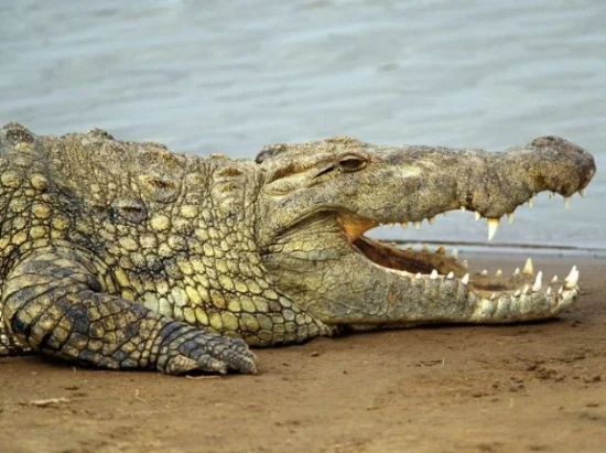 croc1.jpg