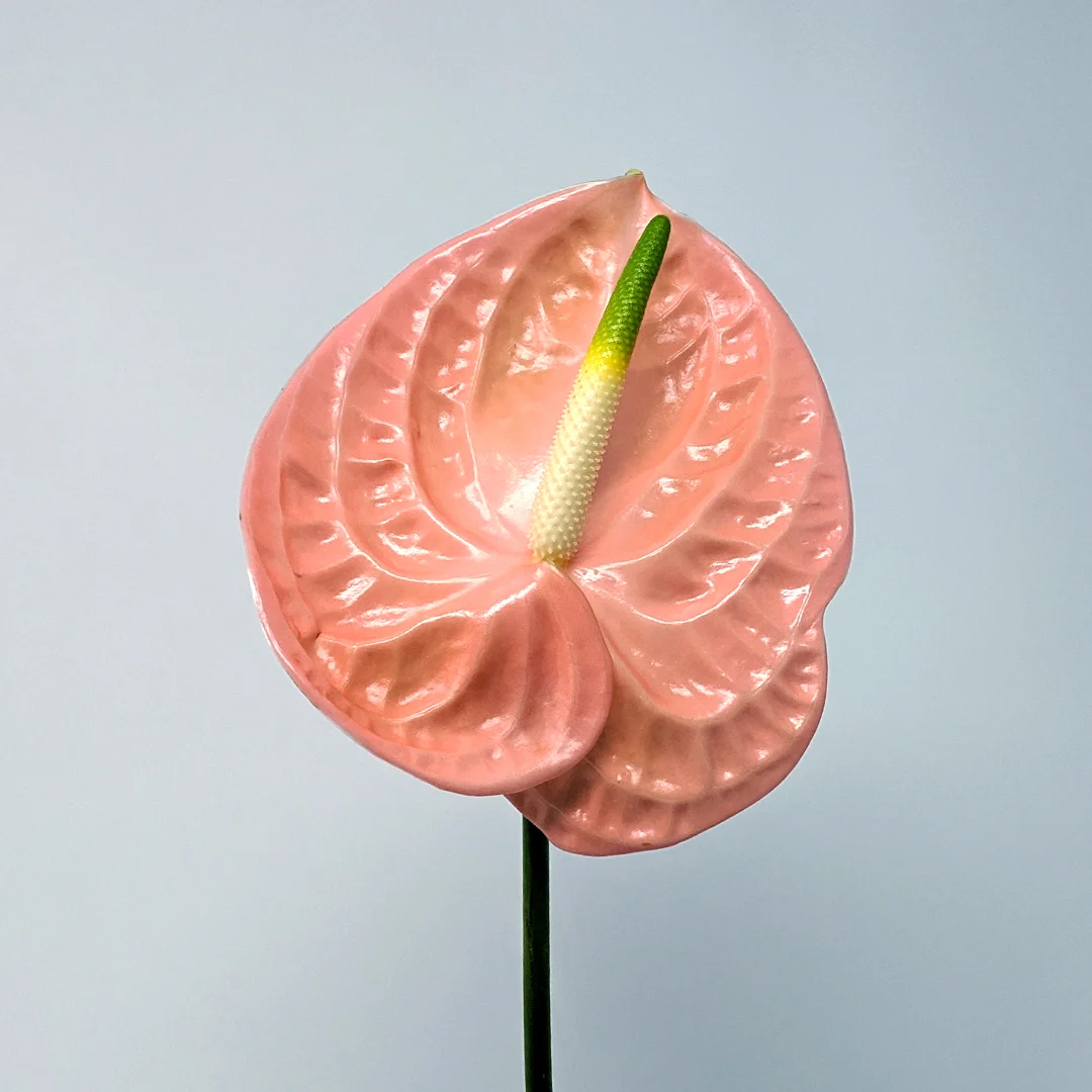 3-Anthurium-Stem-V2.jpg