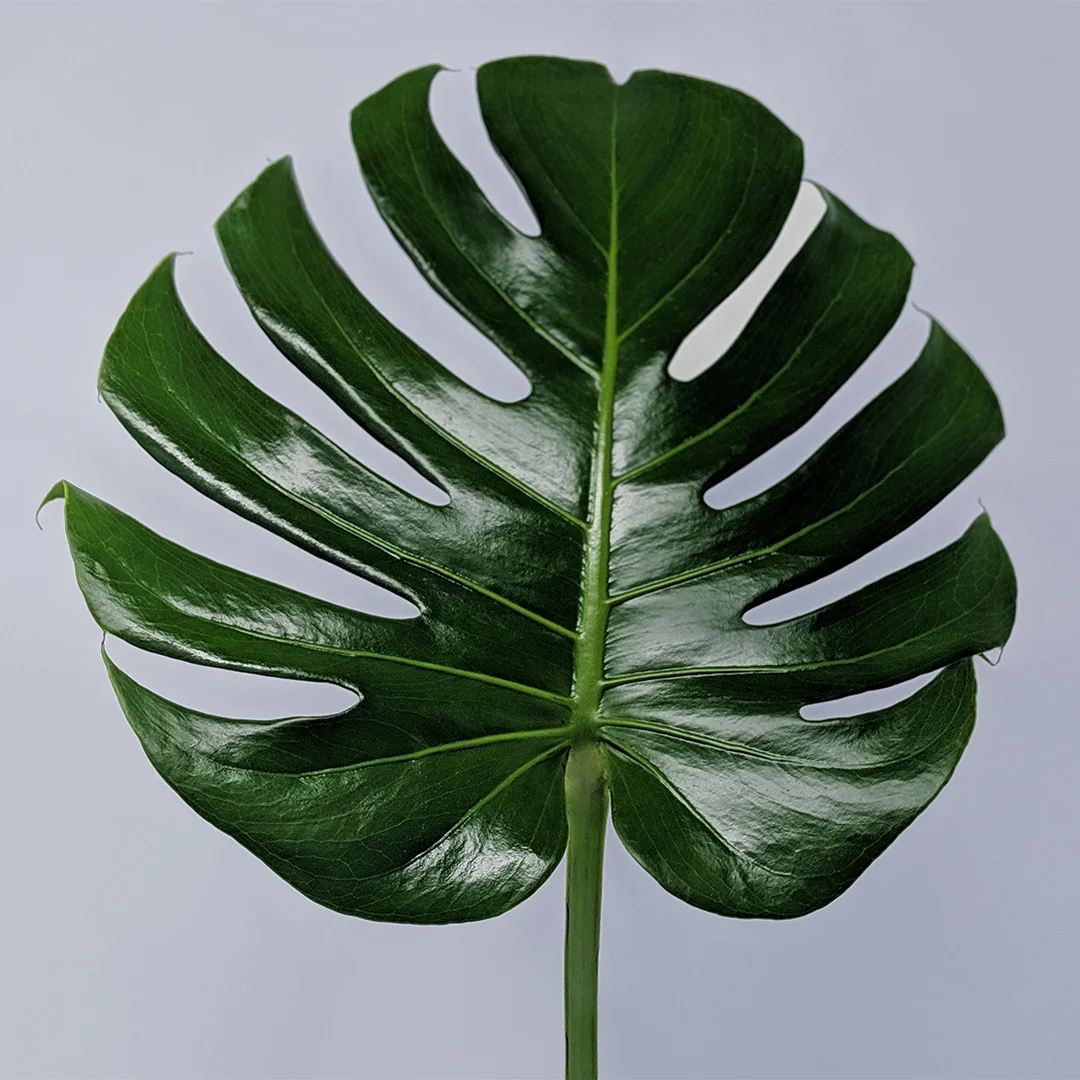 3.12.Monstera.Stem.jpg