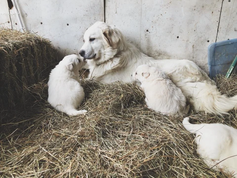 Magnolia with her young pups in the barn, 2017.