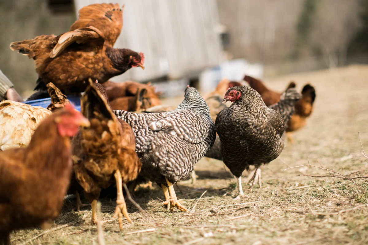 Our flock of laying hens out on pasture getting their daily feed at the end of winter. Pasture raised chickens are still fed their daily diet, but being on pasture reduces their overall grain feed by 30%, according to studies.