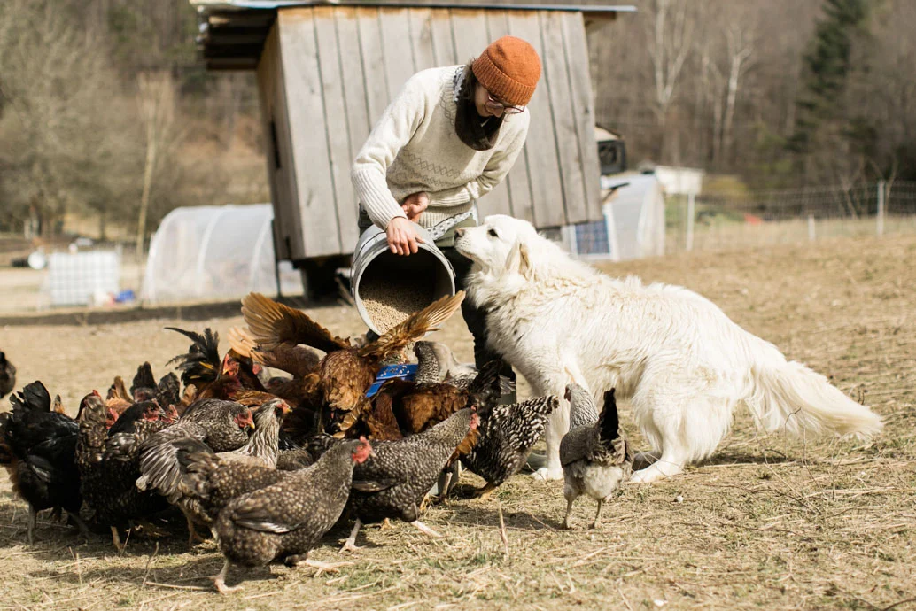 Farmer Christine out feeding the hens as Nola, our livestock guardian dog, smells the offering.