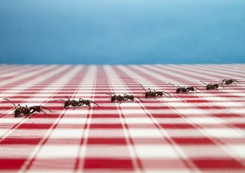 Humane Ways to Deal With Insects in Your Home