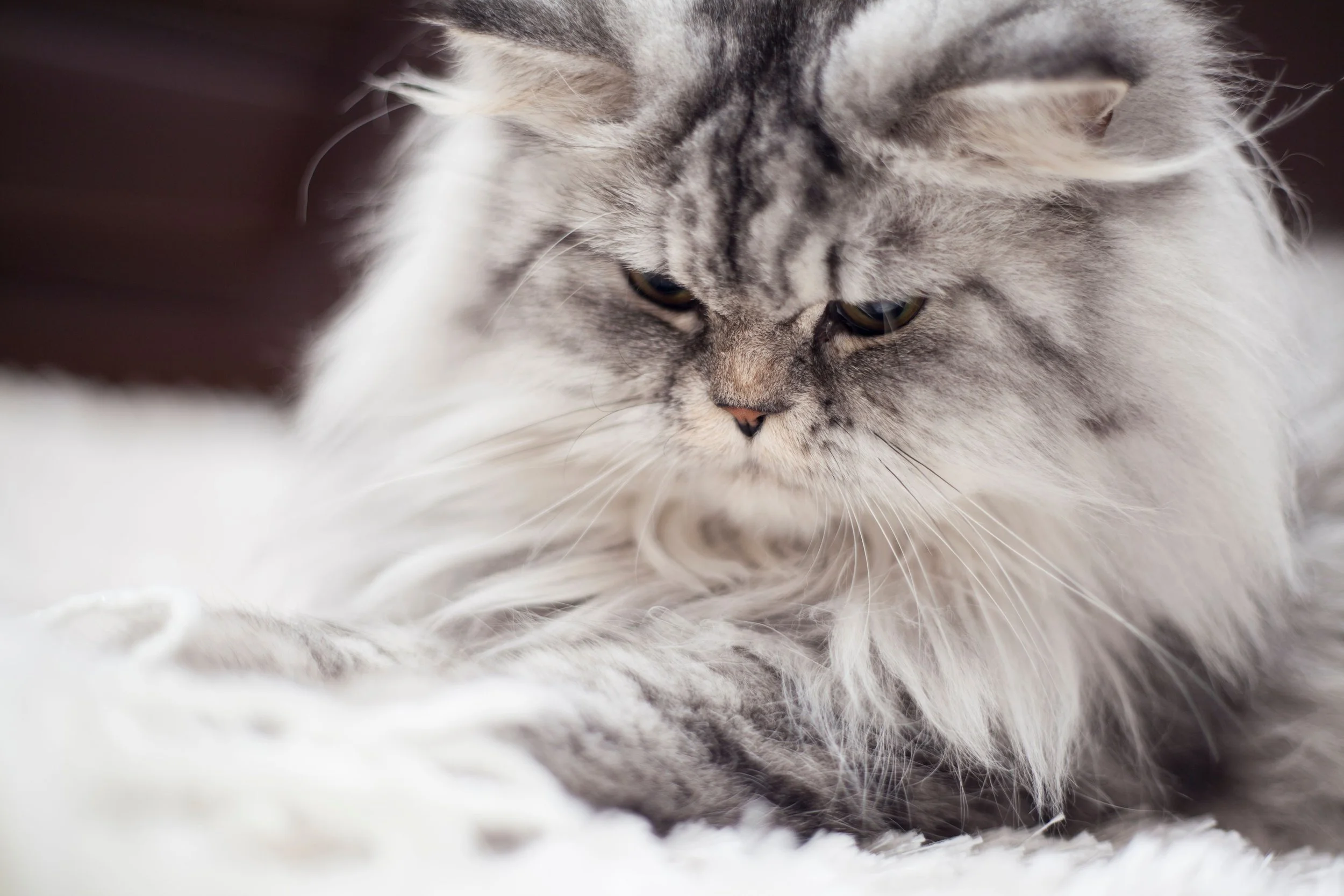 How to Remove Pet Hair from Your Home: Simple Tips That Actually Work