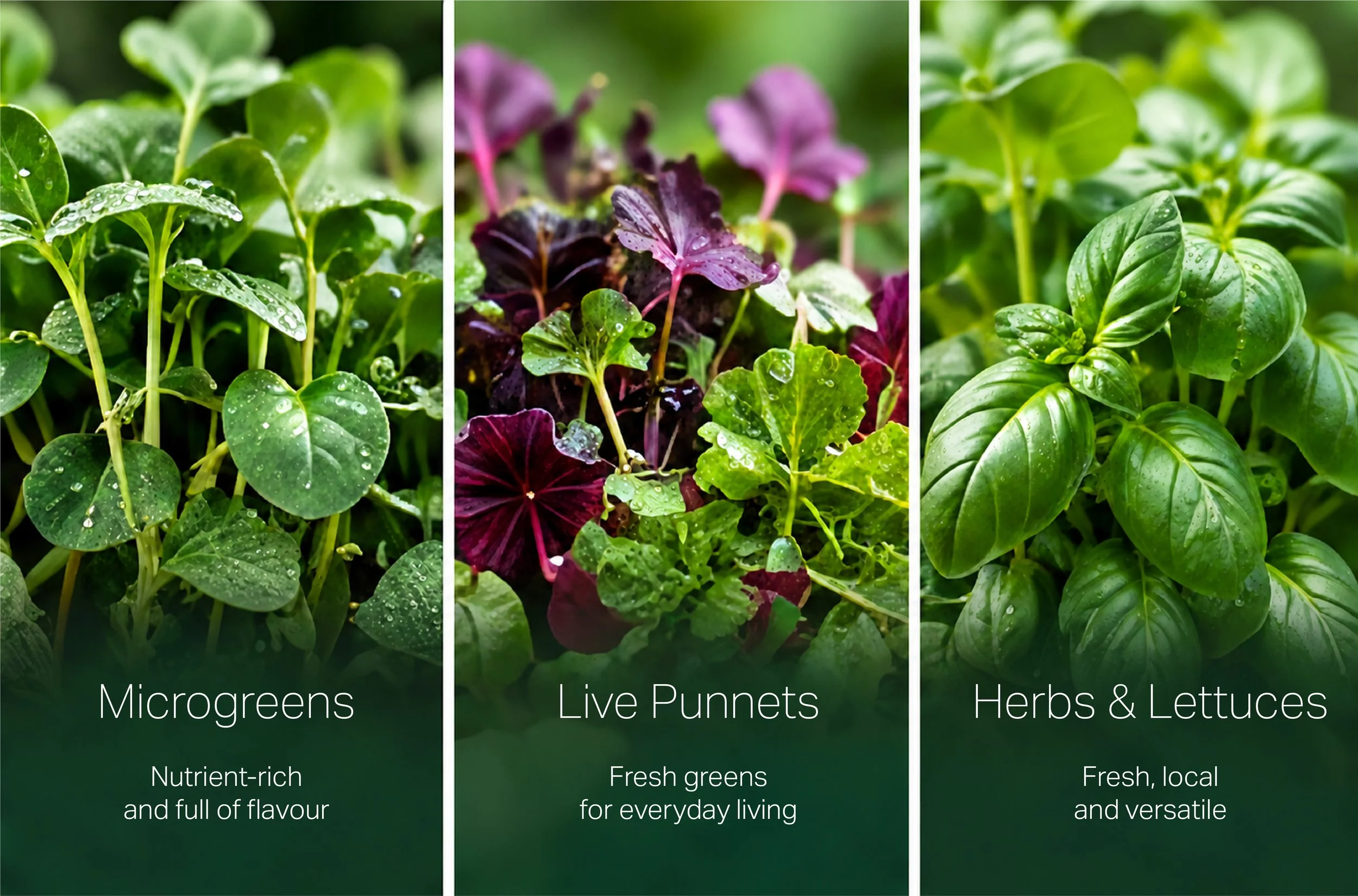 NEXUS_Greens.jpg