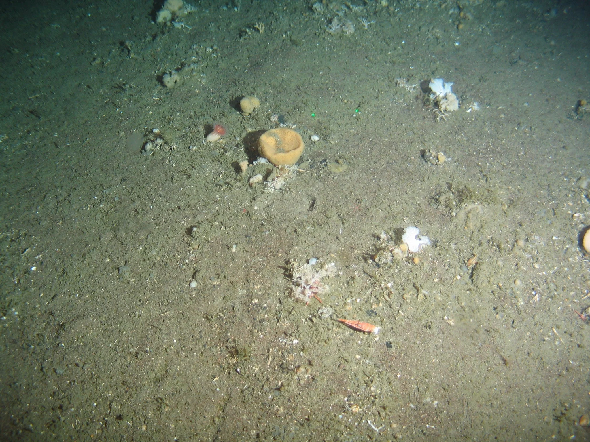 Savante Subsea and Underwater Laser - Aquantum Laser Module used to image-scale corals