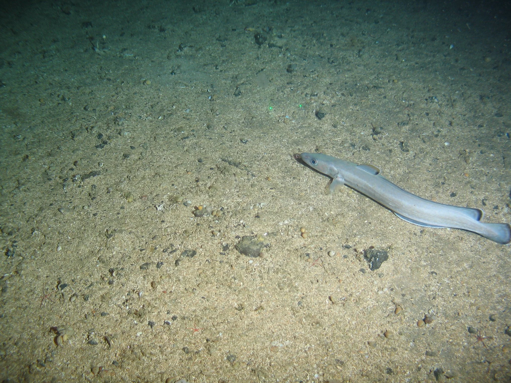 Savante Subsea and Underwater Laser - Aquantum Laser Module used to scale a deepsea fish