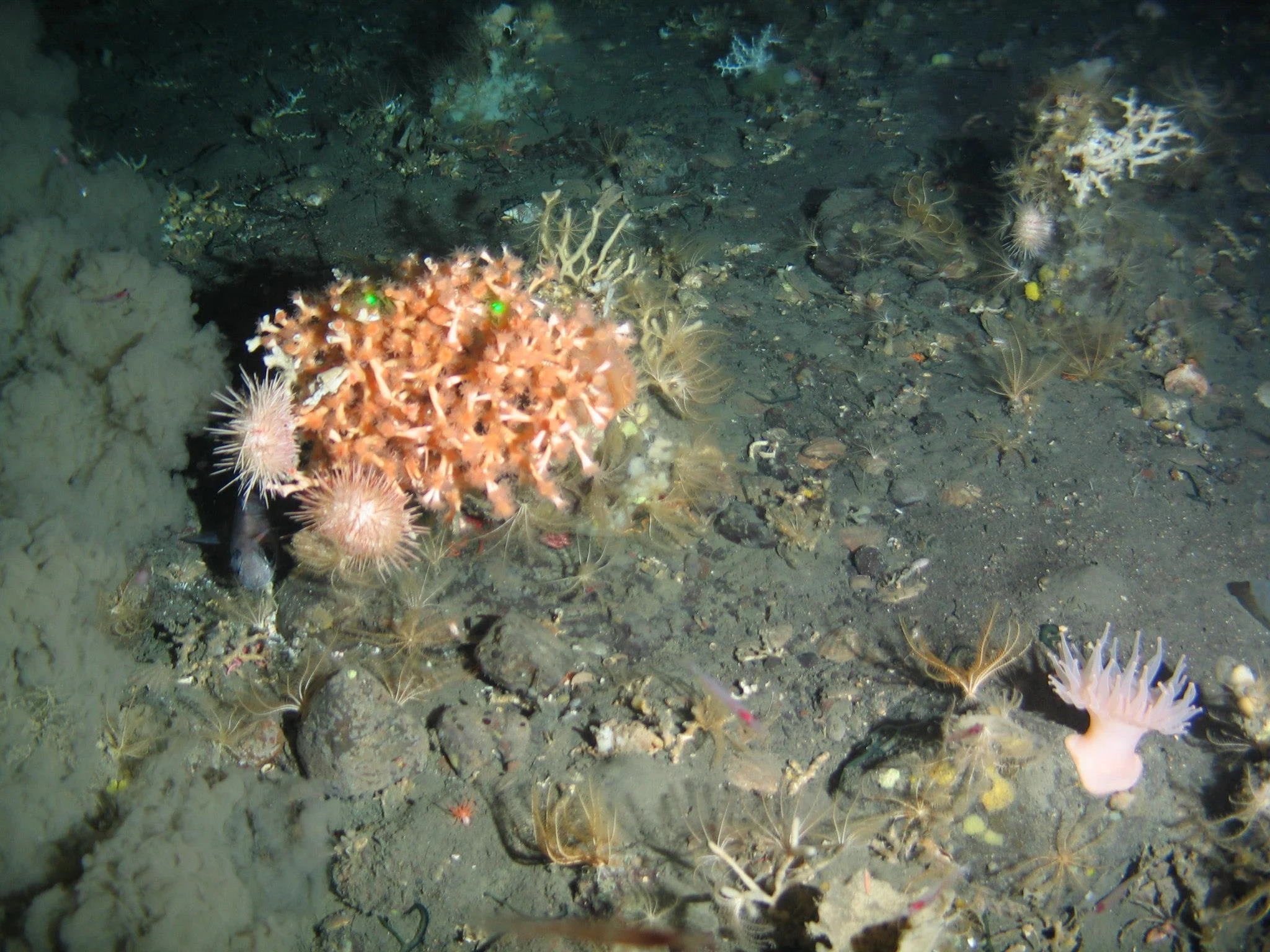 Aquantum Subsea Laser Module used to scale seabed flora
