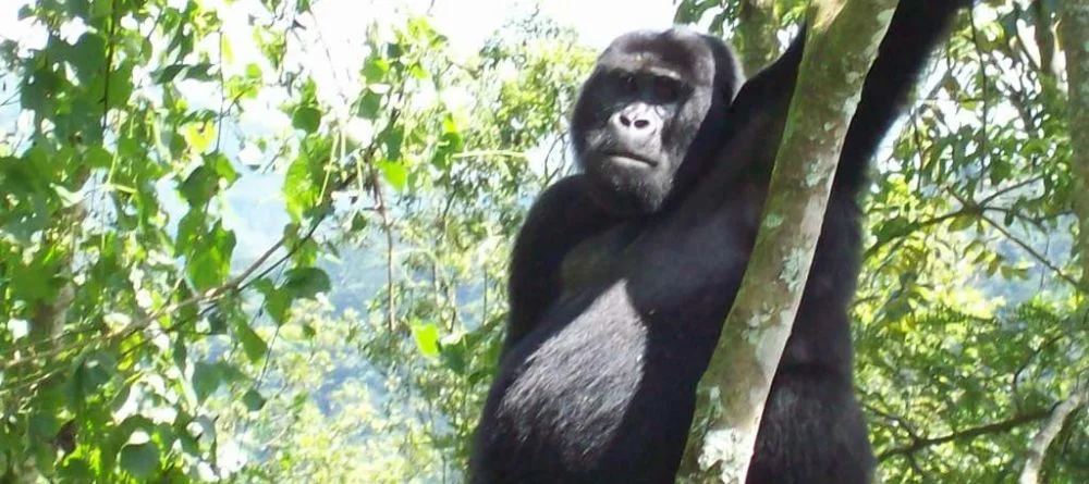 La forêt impénétrable de Bwindi
