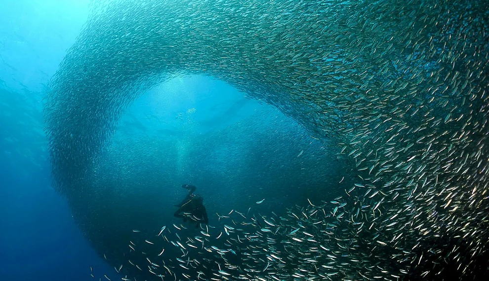 Follow the migration of sardines in South Africa is one of the most fascinating spectacles of nature and on the top of the list of wonders to see for many divers worldwide. Hundreds of millions of small silvery sardines taking part in this incredible migration from the south of South Africa to go back to the warmer waters of the Indian Ocean. If you want to have the chance t be part of it please contact us. http://www.afriquesurmesure.com/#/experiences-inedites-en-afrique/